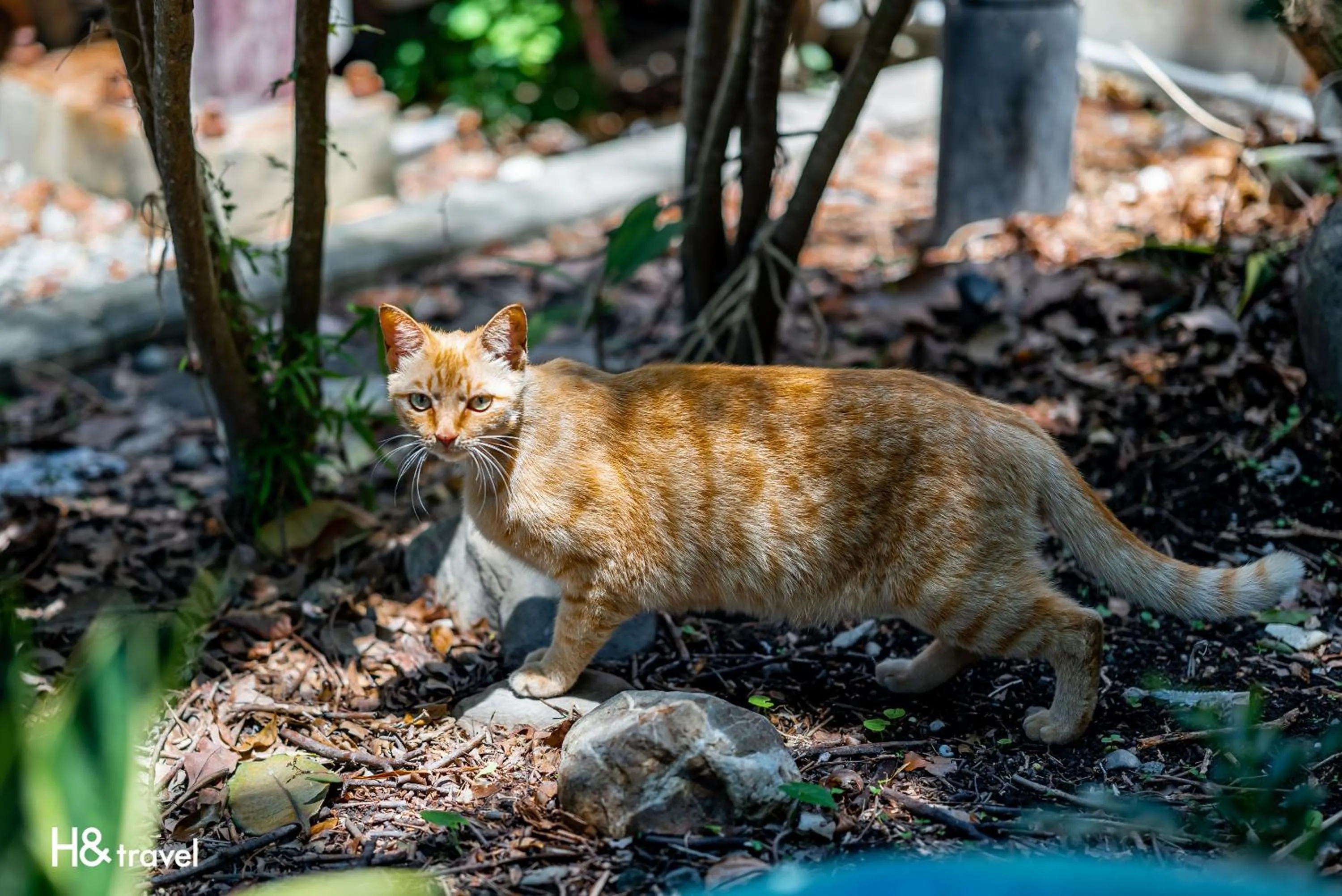 Animals in Taitung Feng Lin Resort Hotel