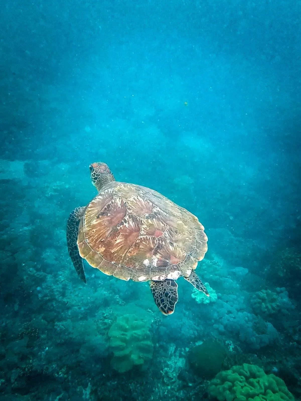 Other in Alam Selumbung Garden