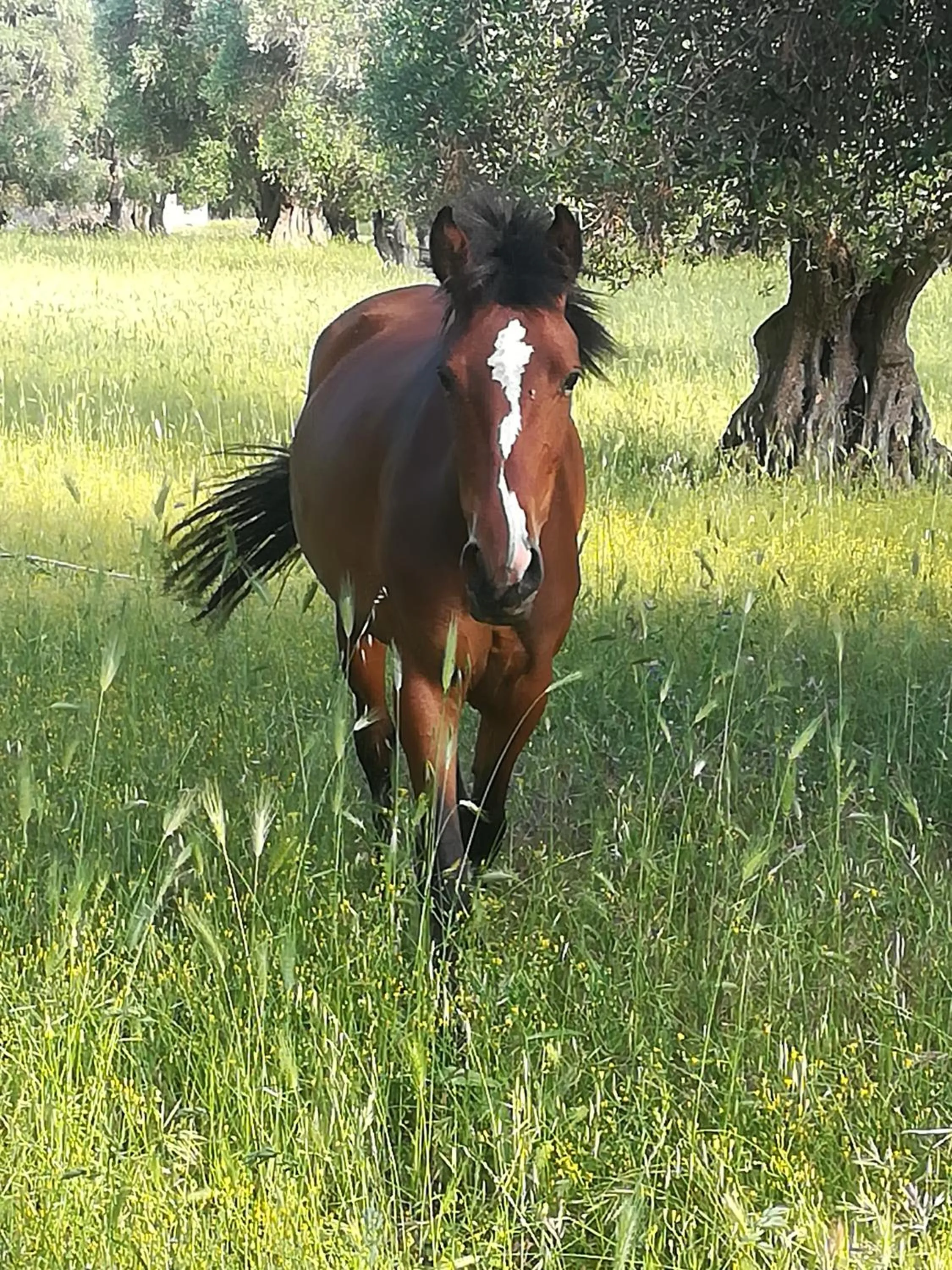 Horse-riding in Casa Masseria Le Ville