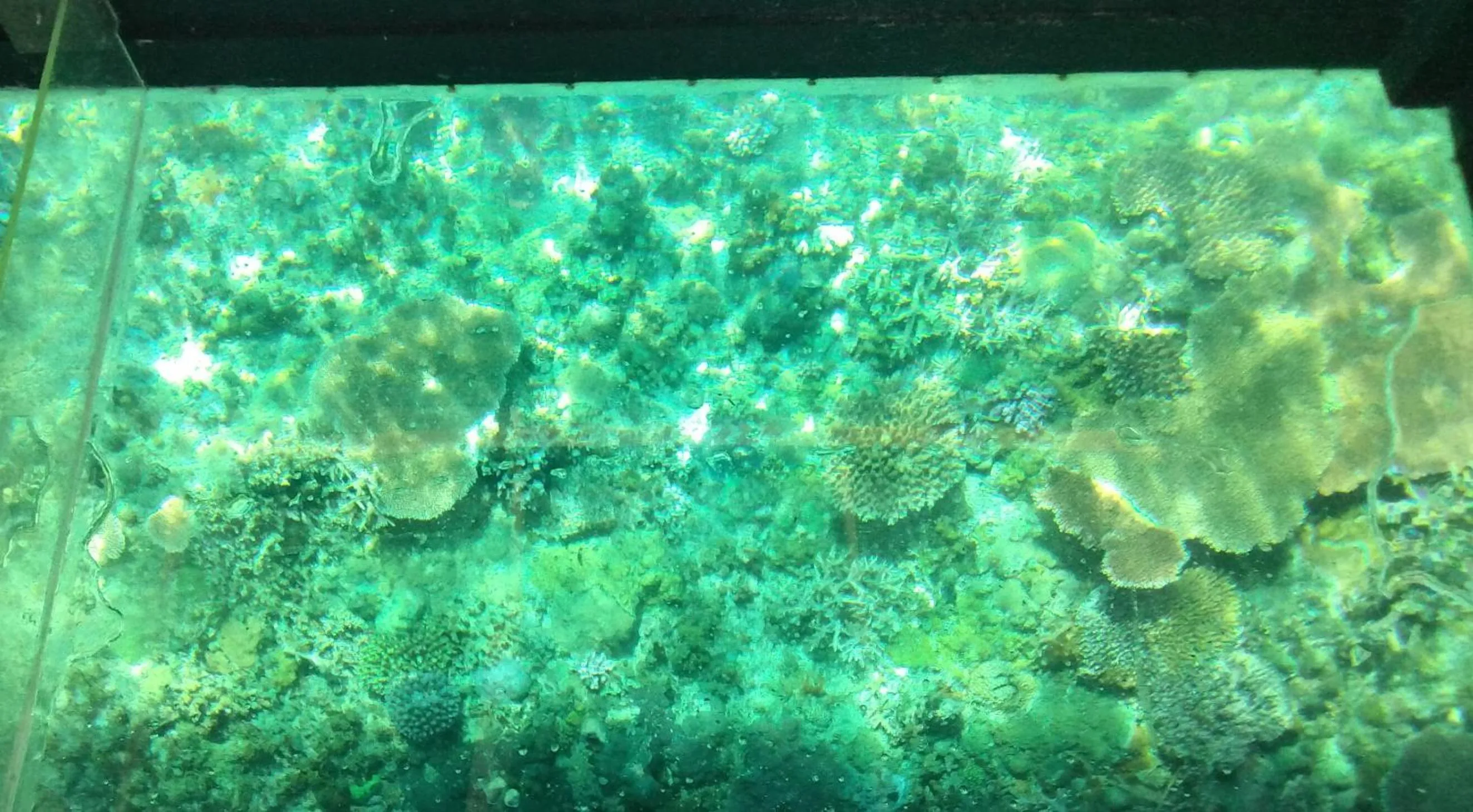 Natural landscape in Anajawan Island Beachfront Resort