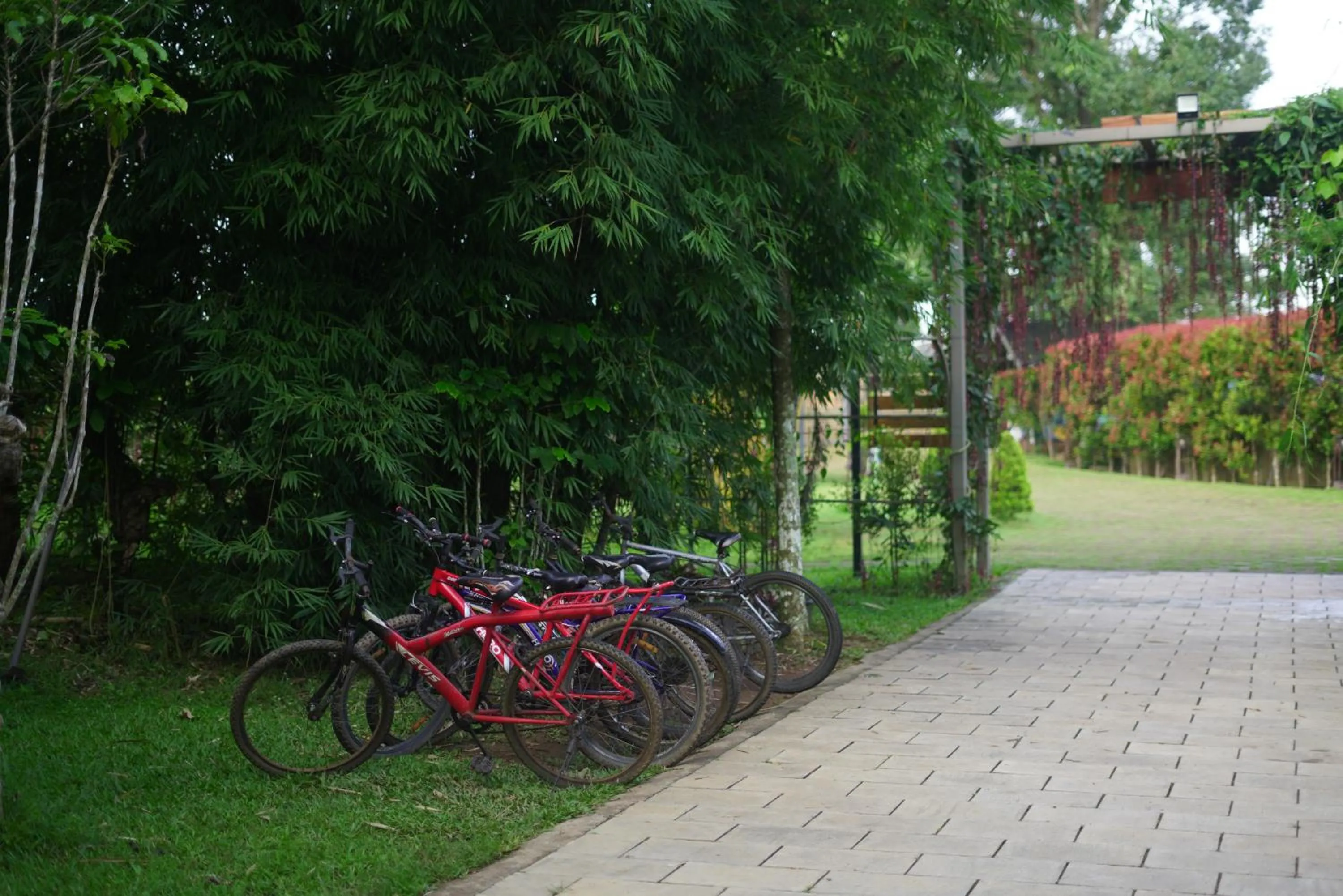 Cycling in Coffee Greens Resort