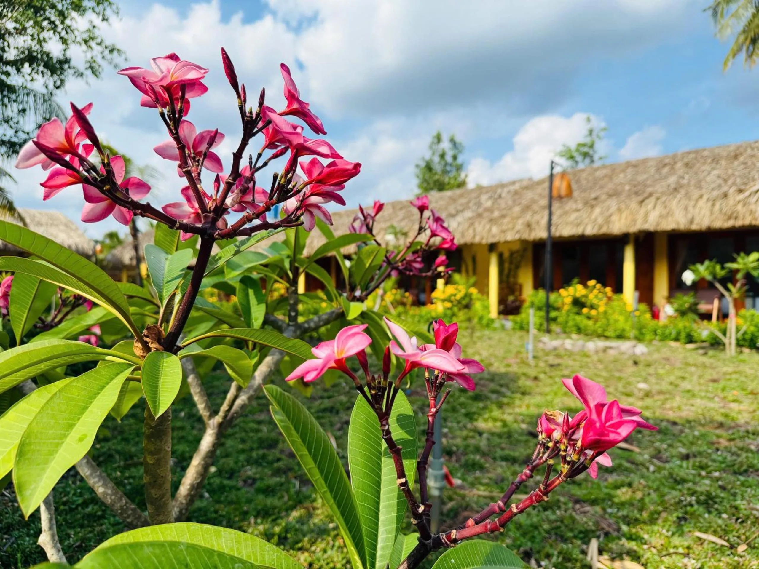 Garden in Mango Home Riverside Eco - Resort