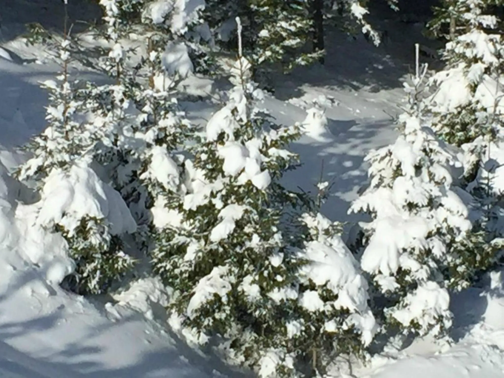 Natural landscape in Hotel Wilder Mann