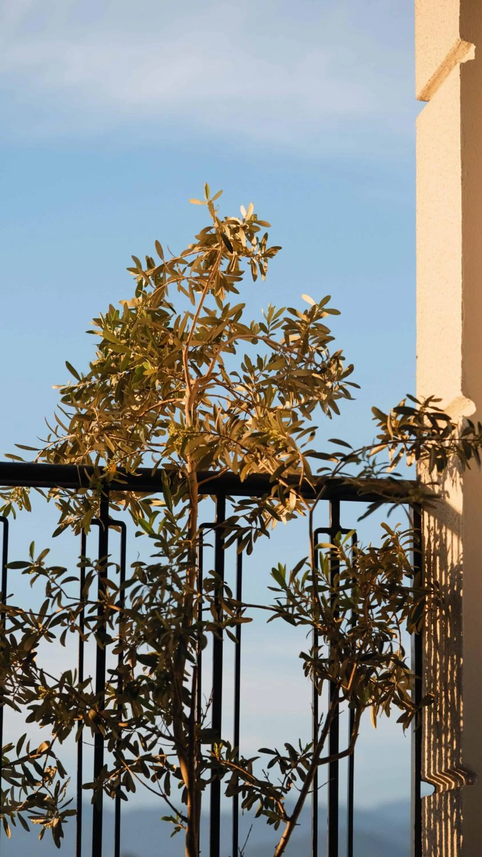 Day in Belci City House