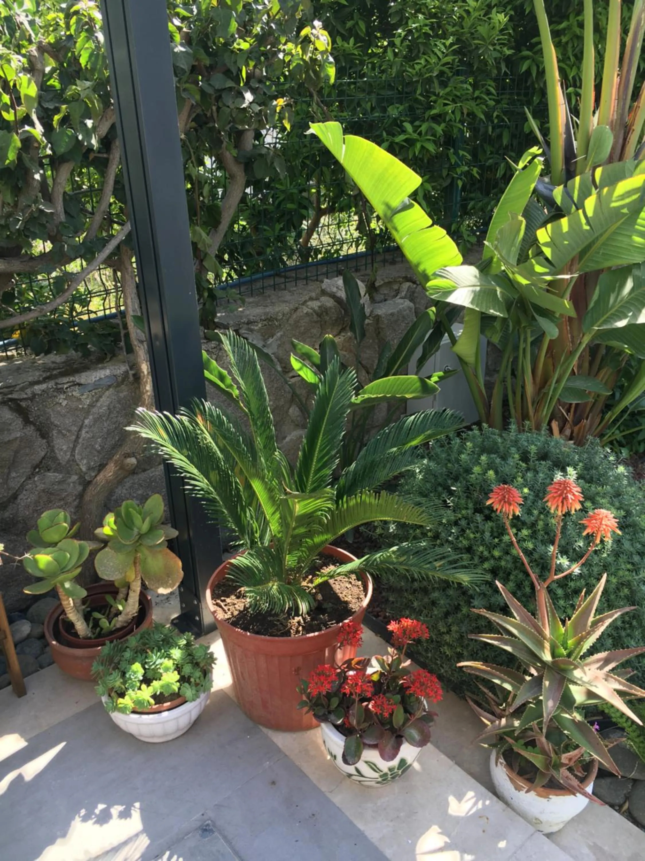 Garden in Villa Oliva Butik Hotel