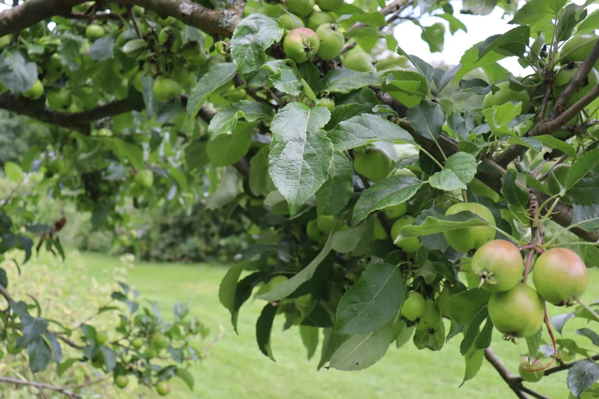 South Downs Eco Lodge & Camping