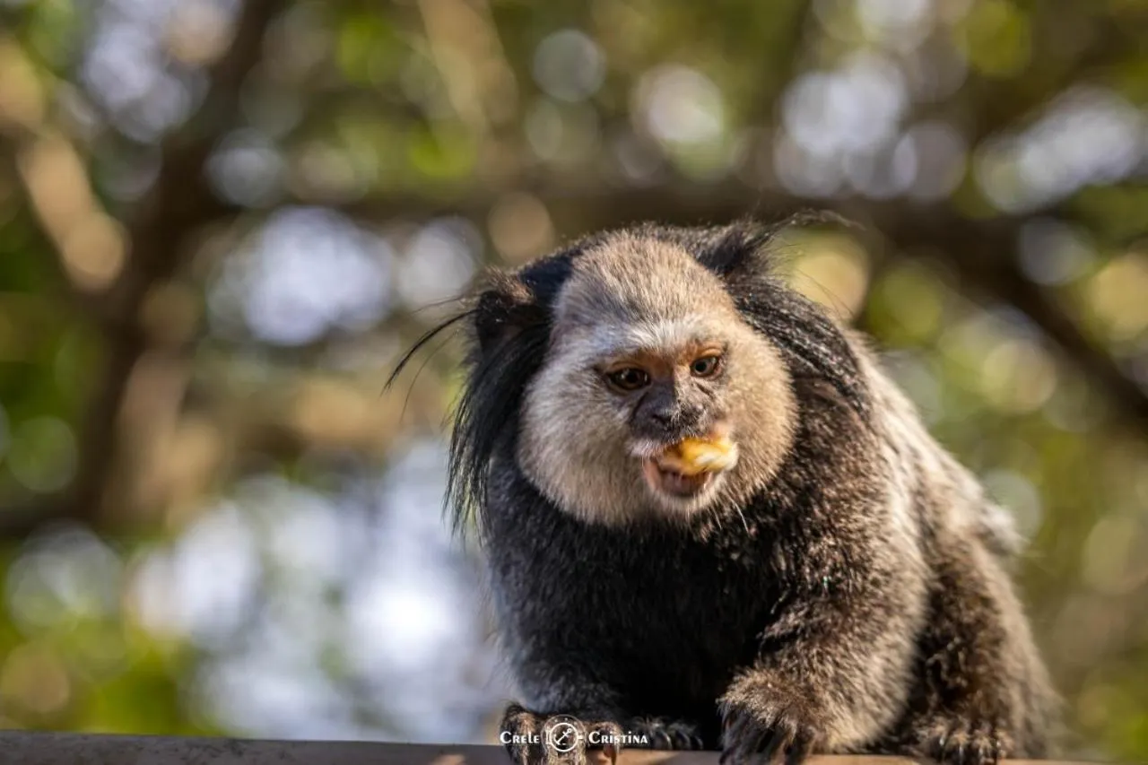 Garden in Pousada Beach Bahia