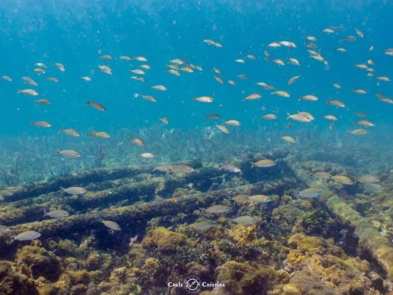 Natural landscape in Pousada Beach Bahia