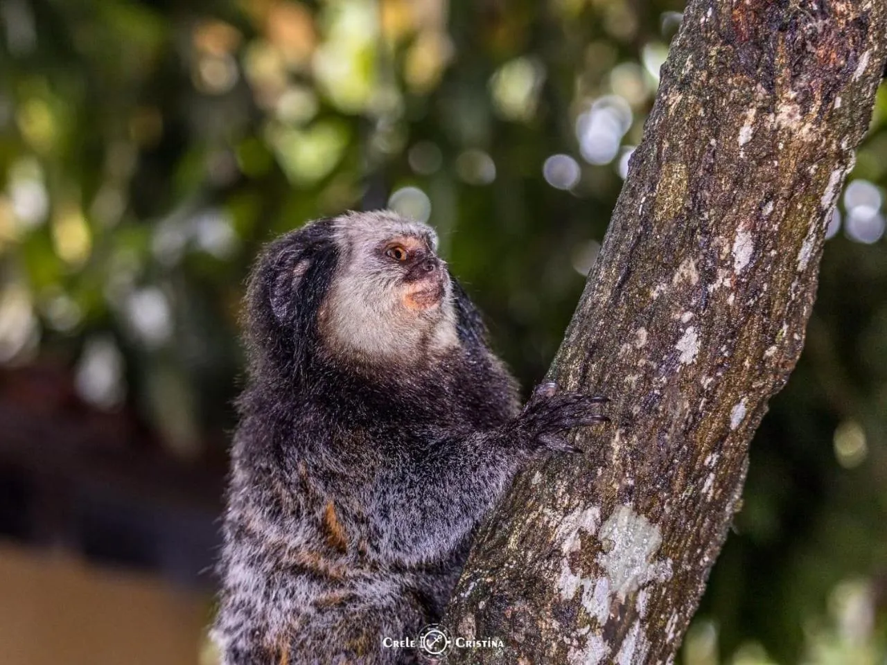 Animals in Pousada Beach Bahia