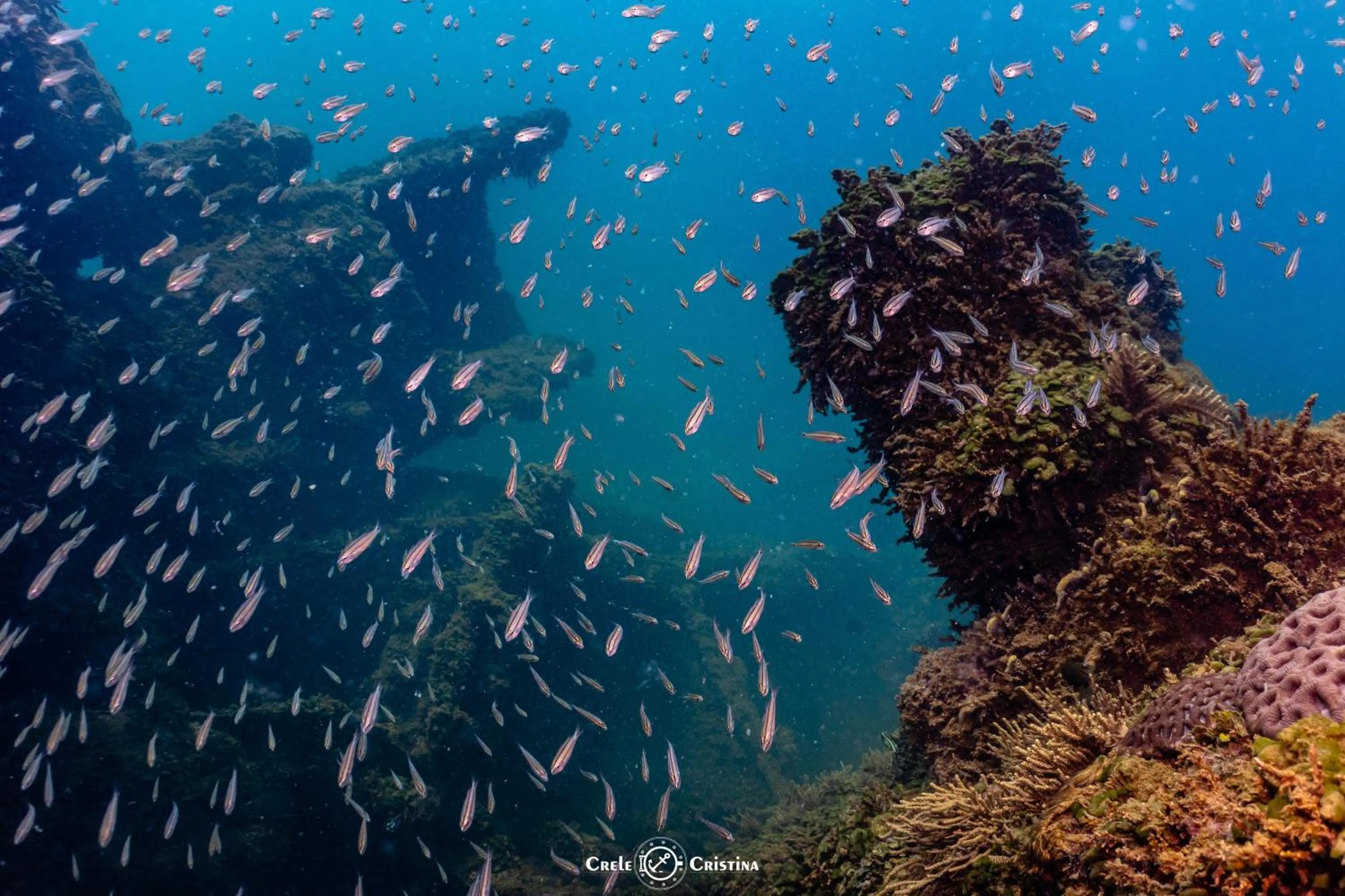 Diving in Pousada Beach Bahia