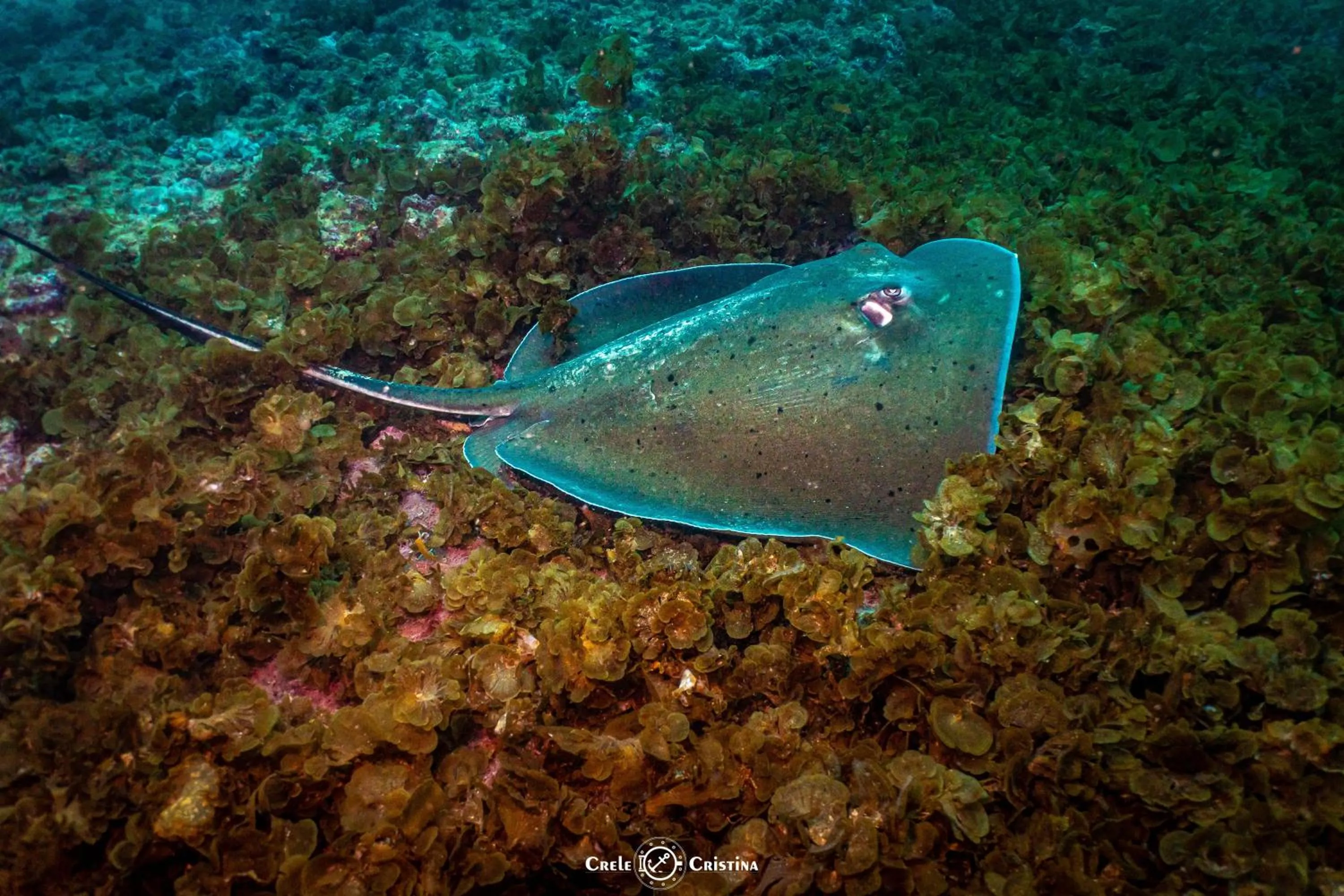 Diving in Pousada Beach Bahia