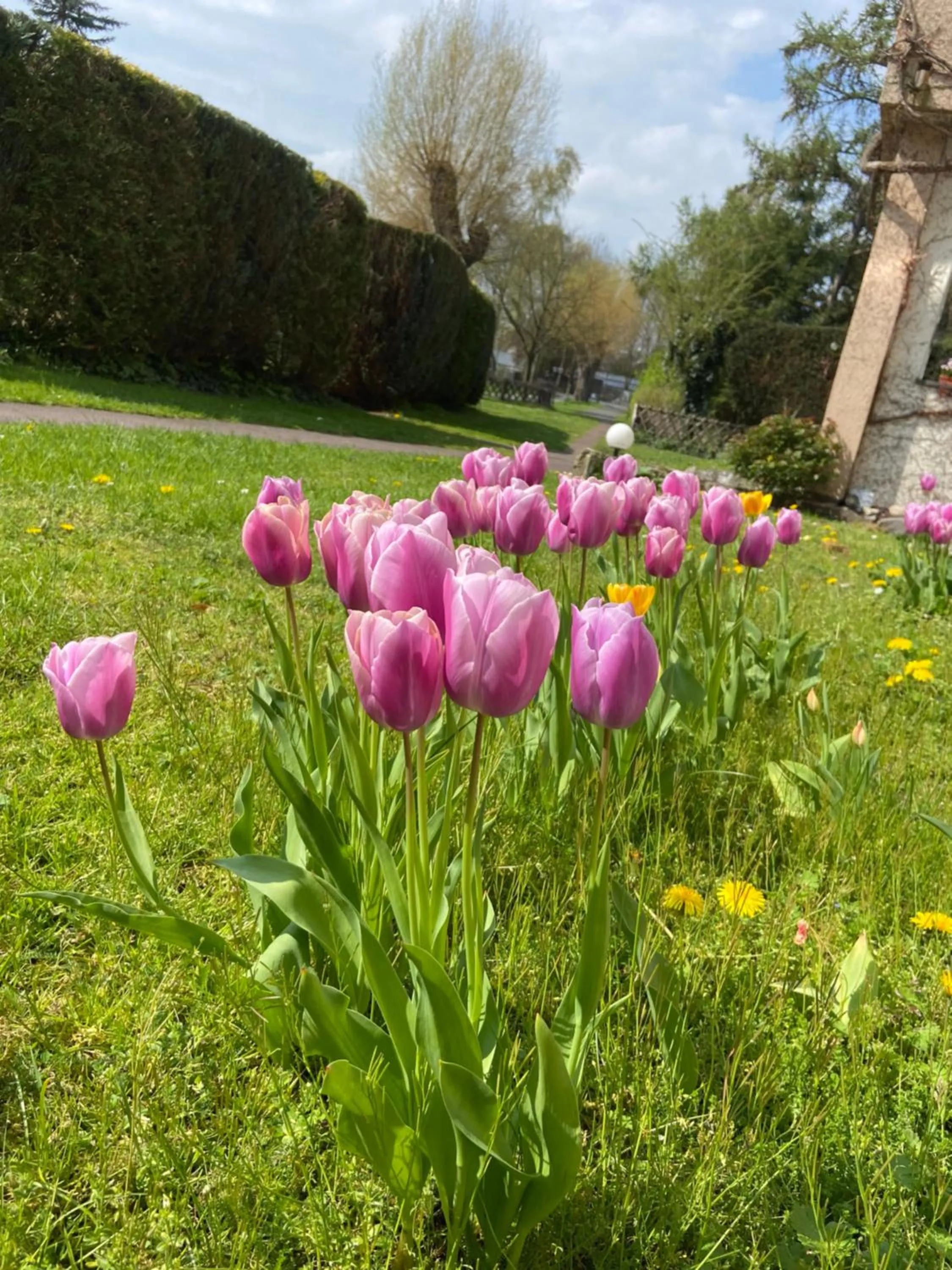 Garden in Hotel-Pension Haus Holtdirk