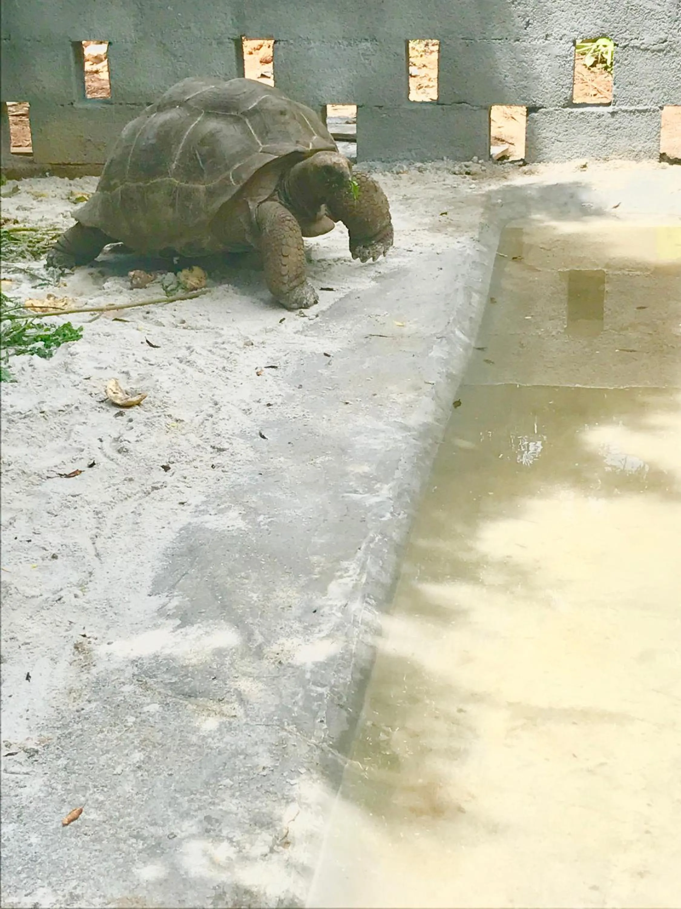 Animals in Castaway Lodge