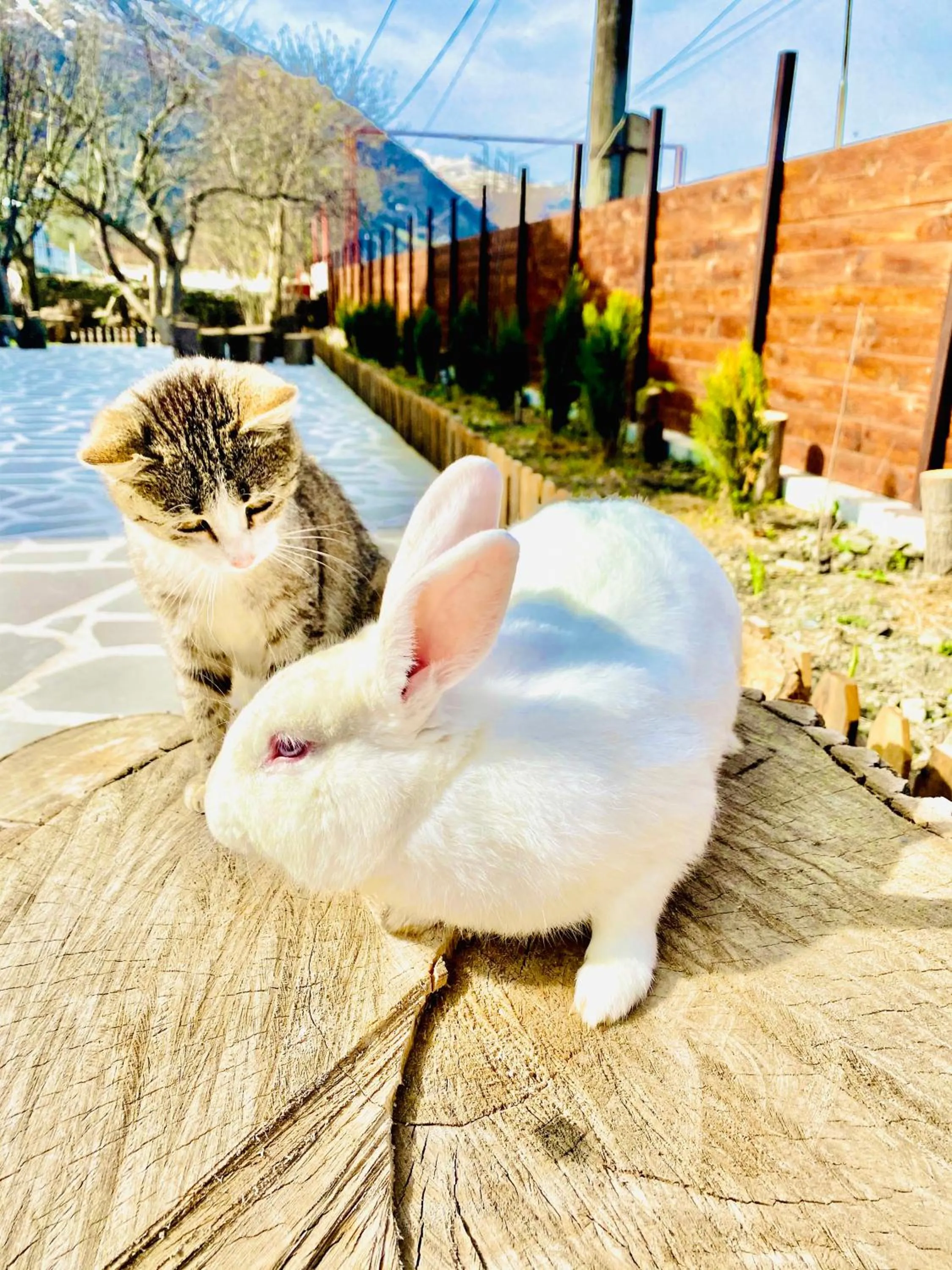 Animals in HOTEL KAZBEGI 1963