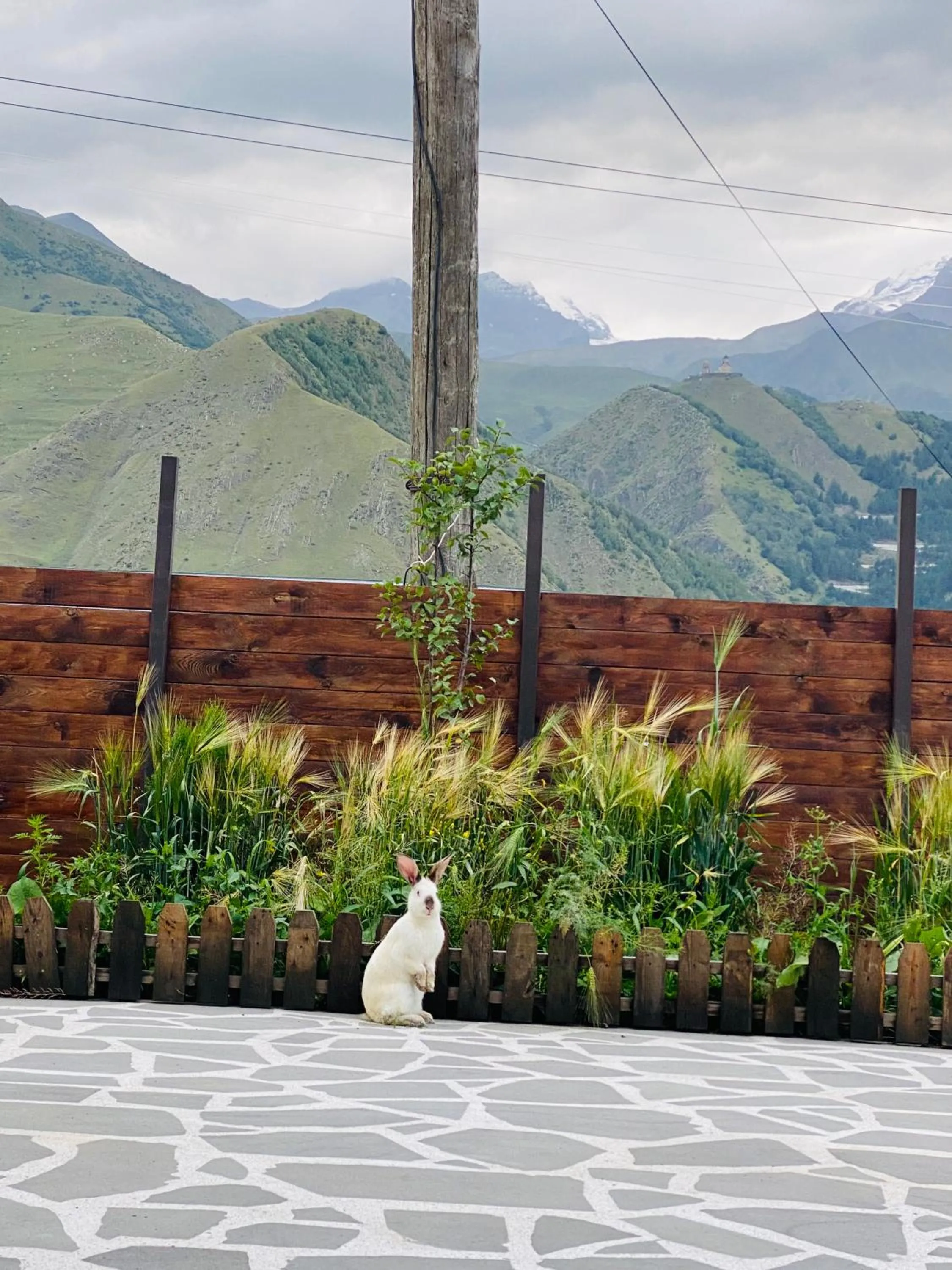 Animals in HOTEL KAZBEGI 1963