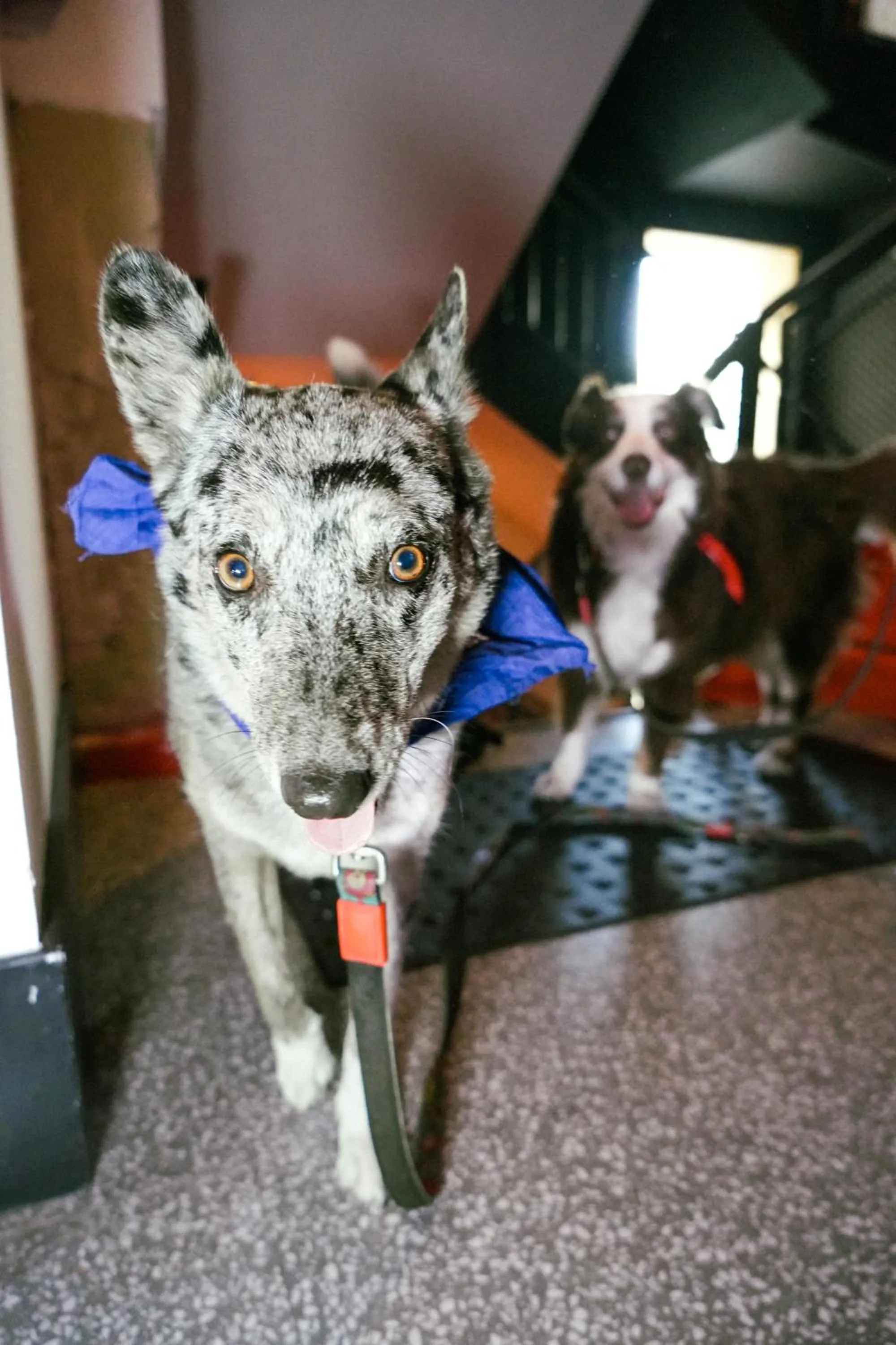 Pets in Silicate - by Loginn Tel-Avivian hotels