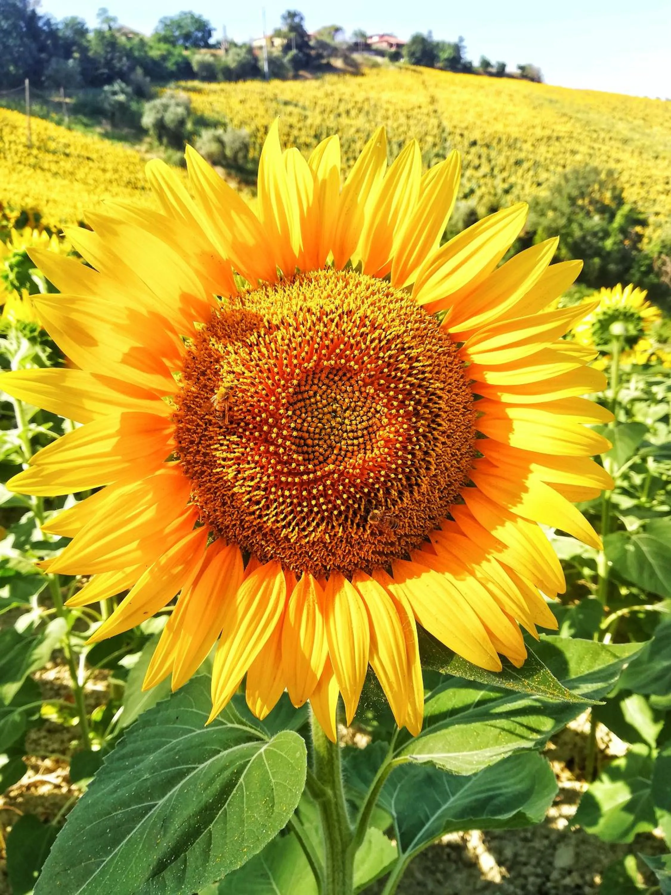 Garden in La mia Casa nelle Marche