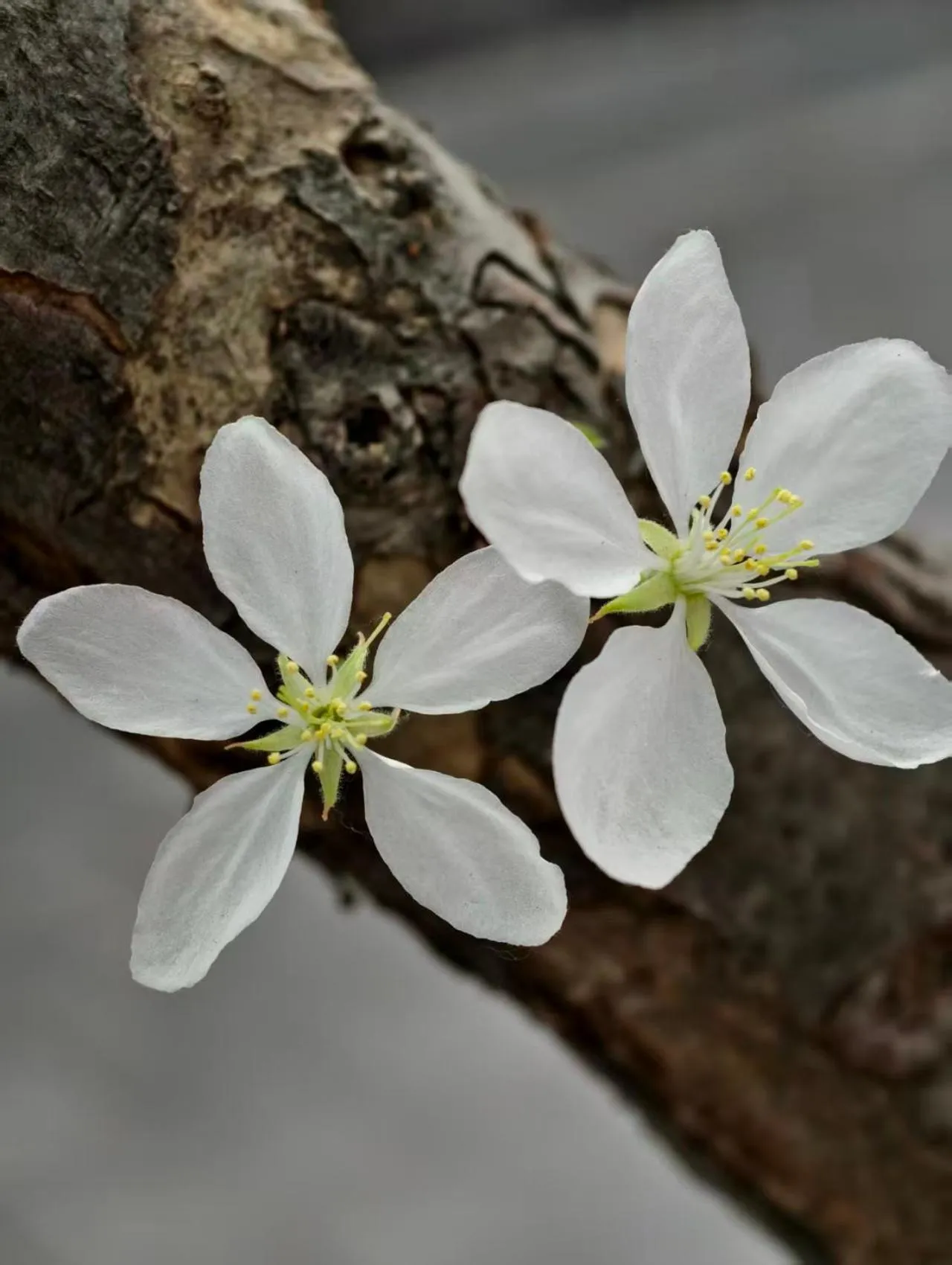 Beijing Jingyuan Courtyard Hotel