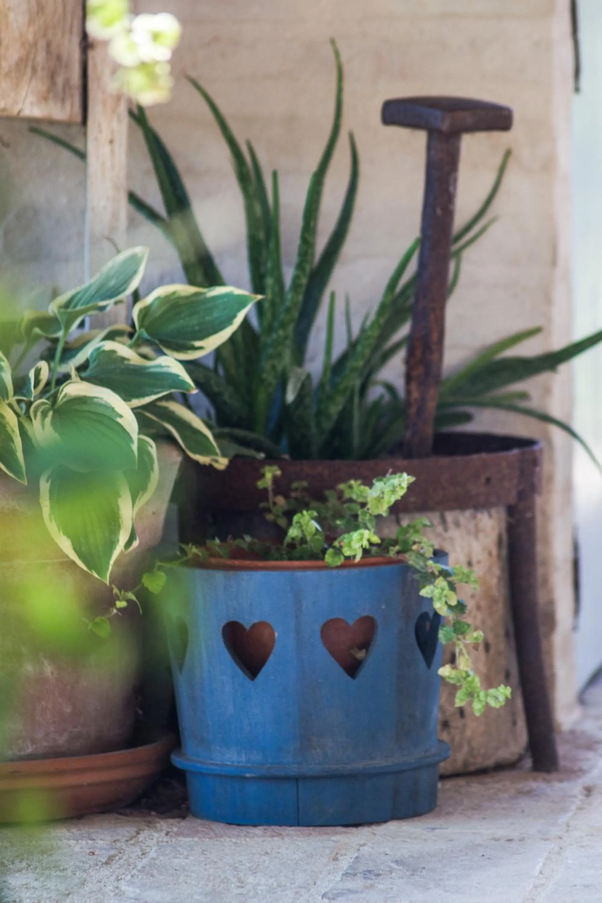 Garden in Poggio Dei Prugnoli