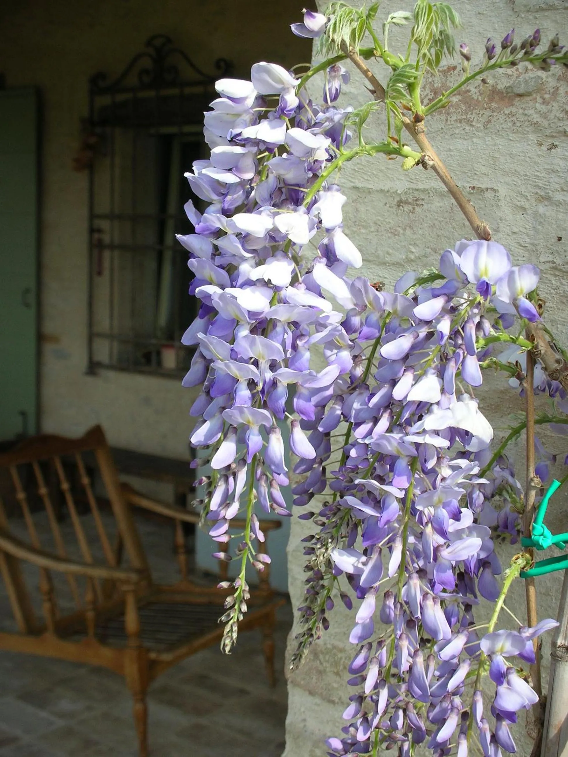 Decorative detail in Poggio Dei Prugnoli