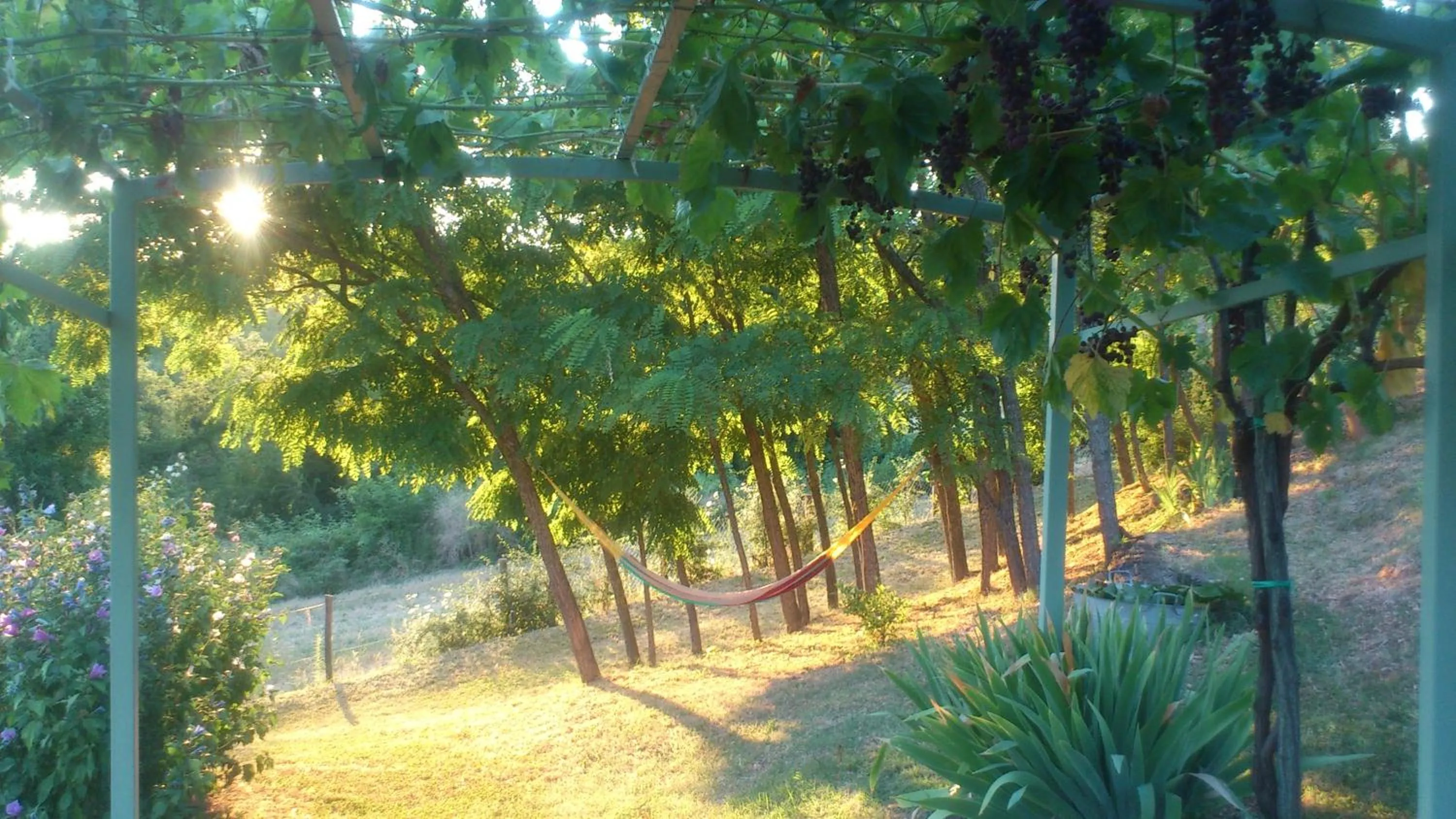 Garden view in Poggio Dei Prugnoli