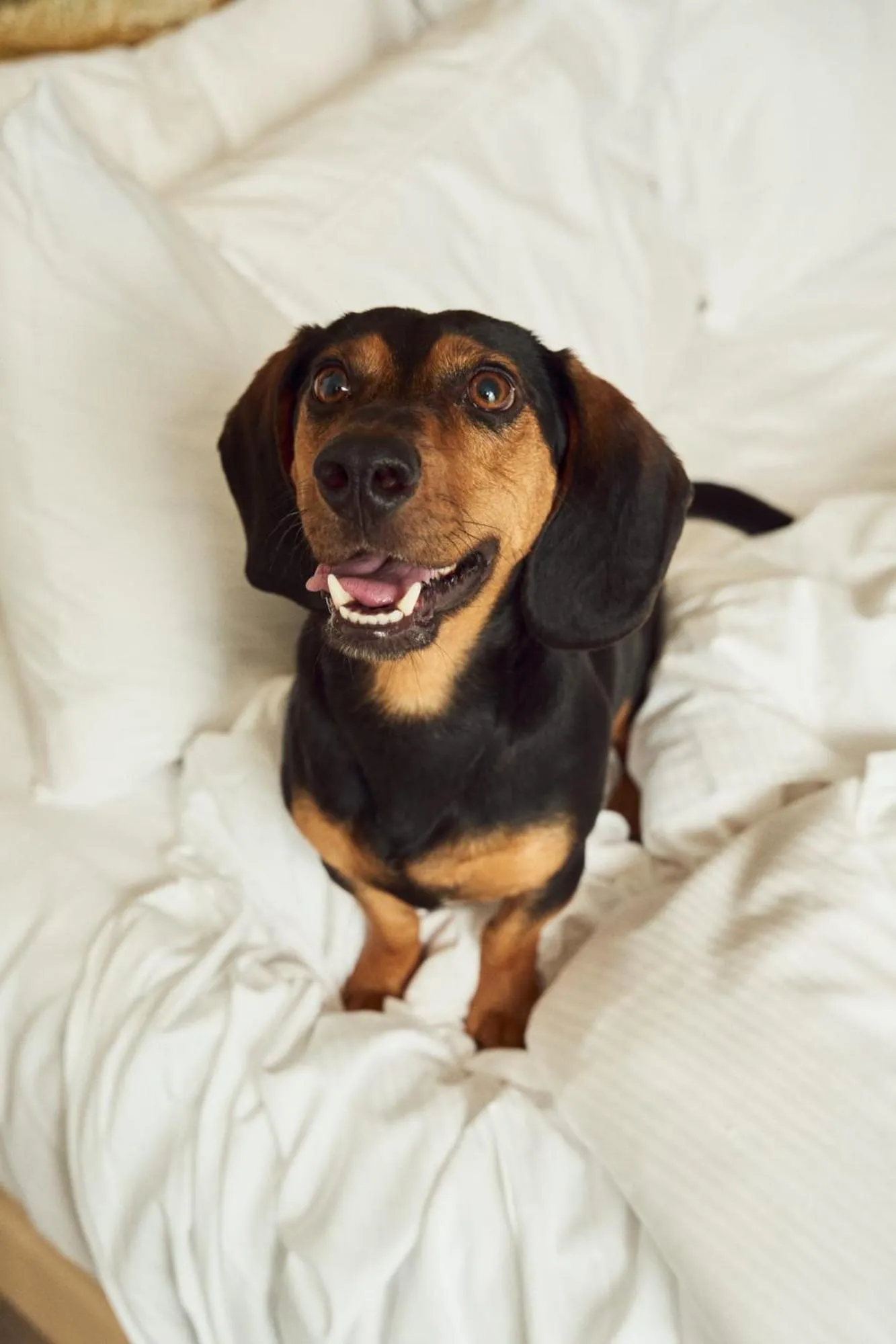 Pets in Gran Meliá Chengdu