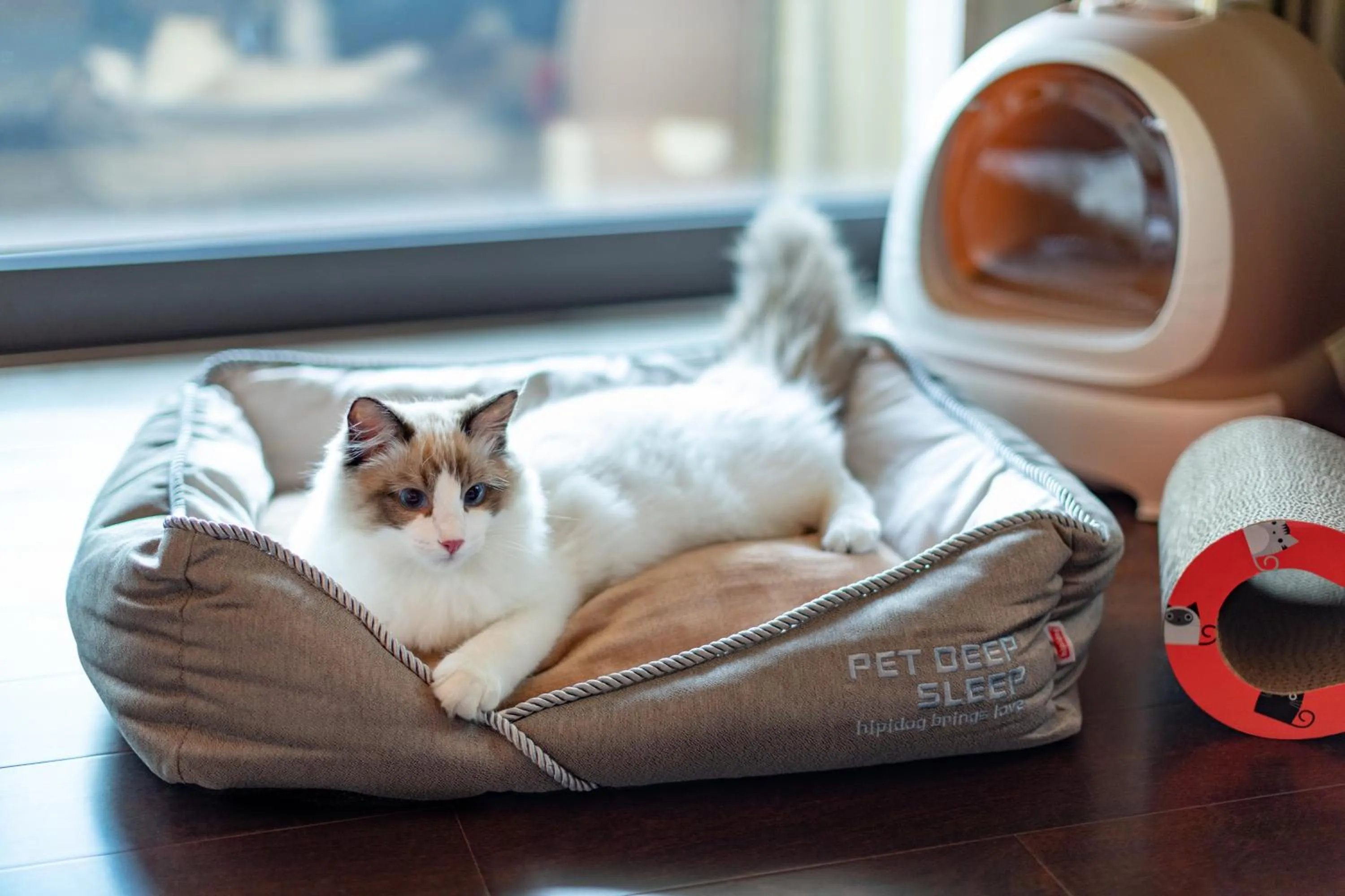 Pets in Gran Melia Chengdu