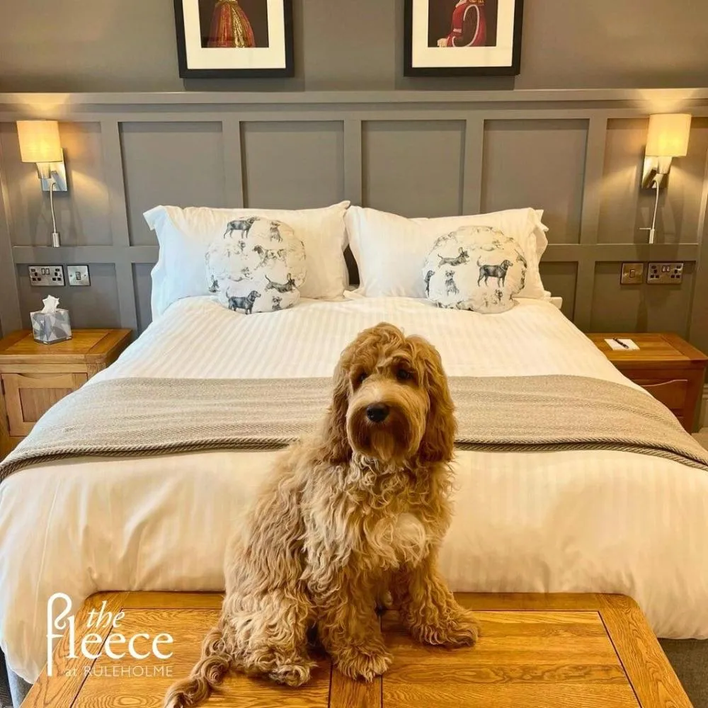 Pets in The Fleece at Ruleholme