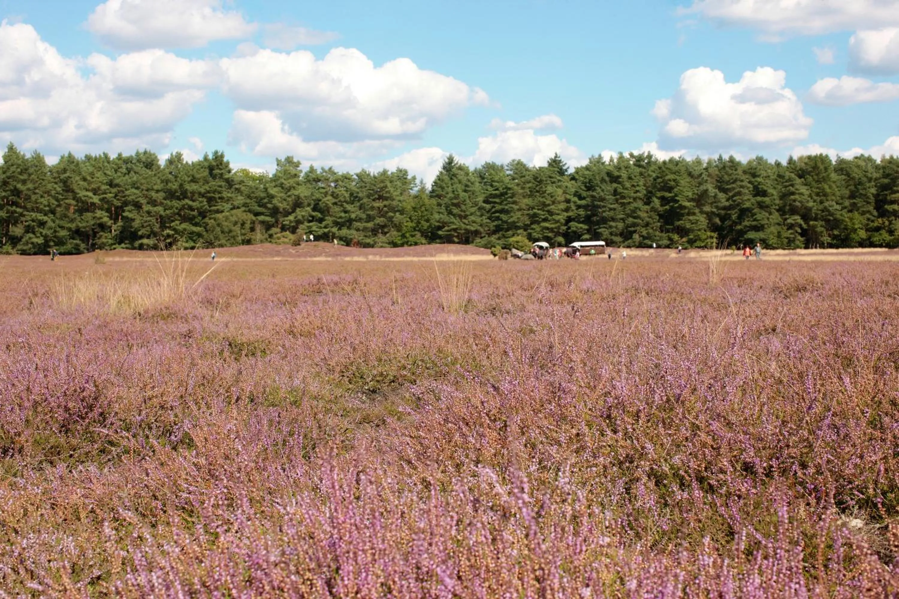 Natural landscape in Ringhotel Fährhaus