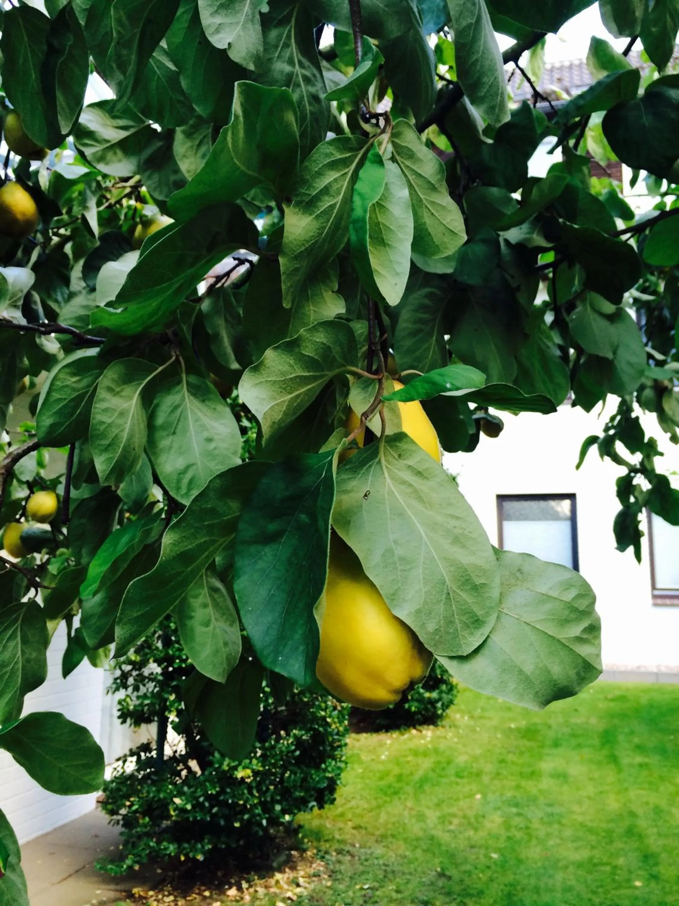 Garden in Ringhotel Fährhaus