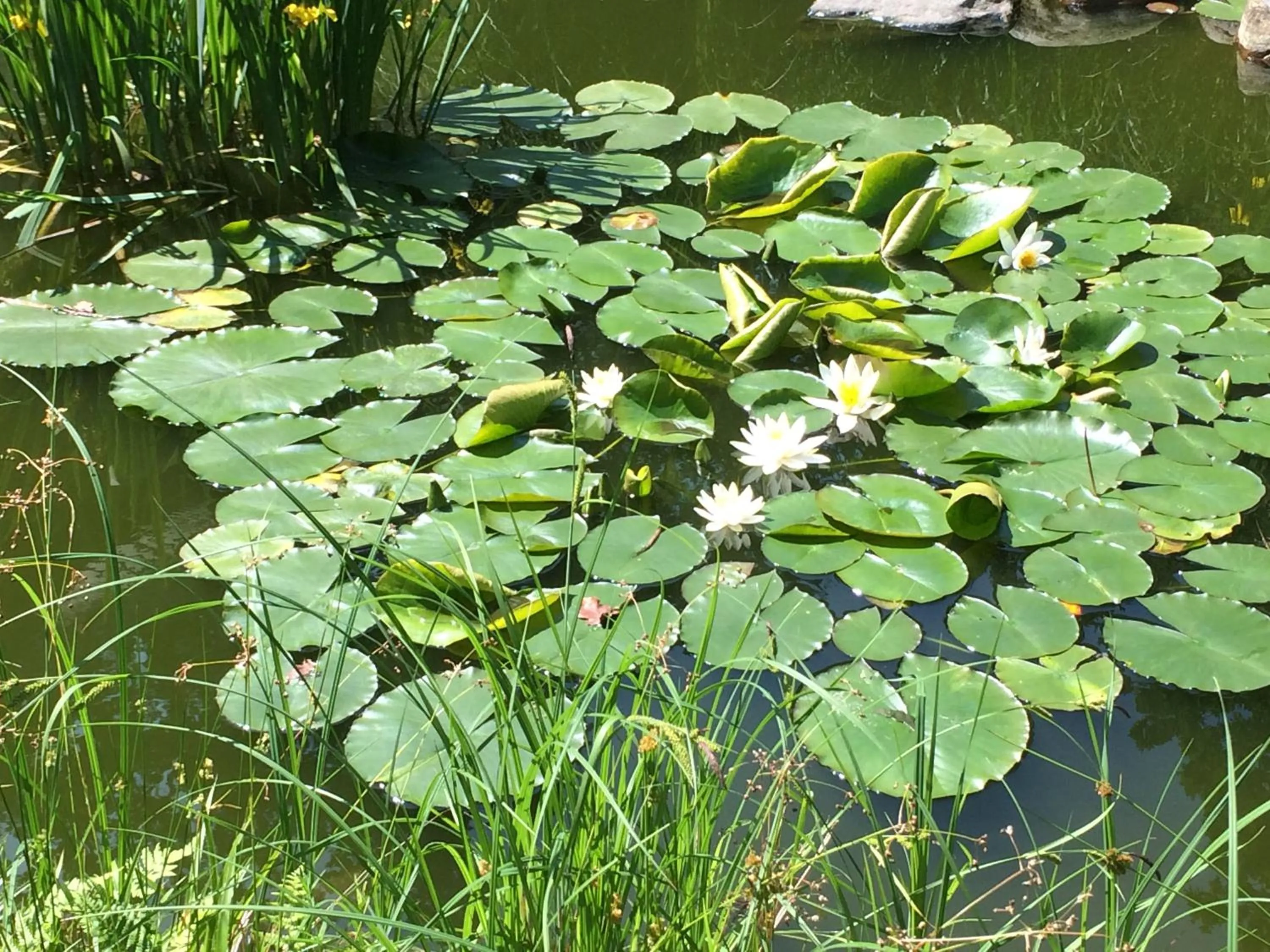 Garden in Ringhotel Fährhaus