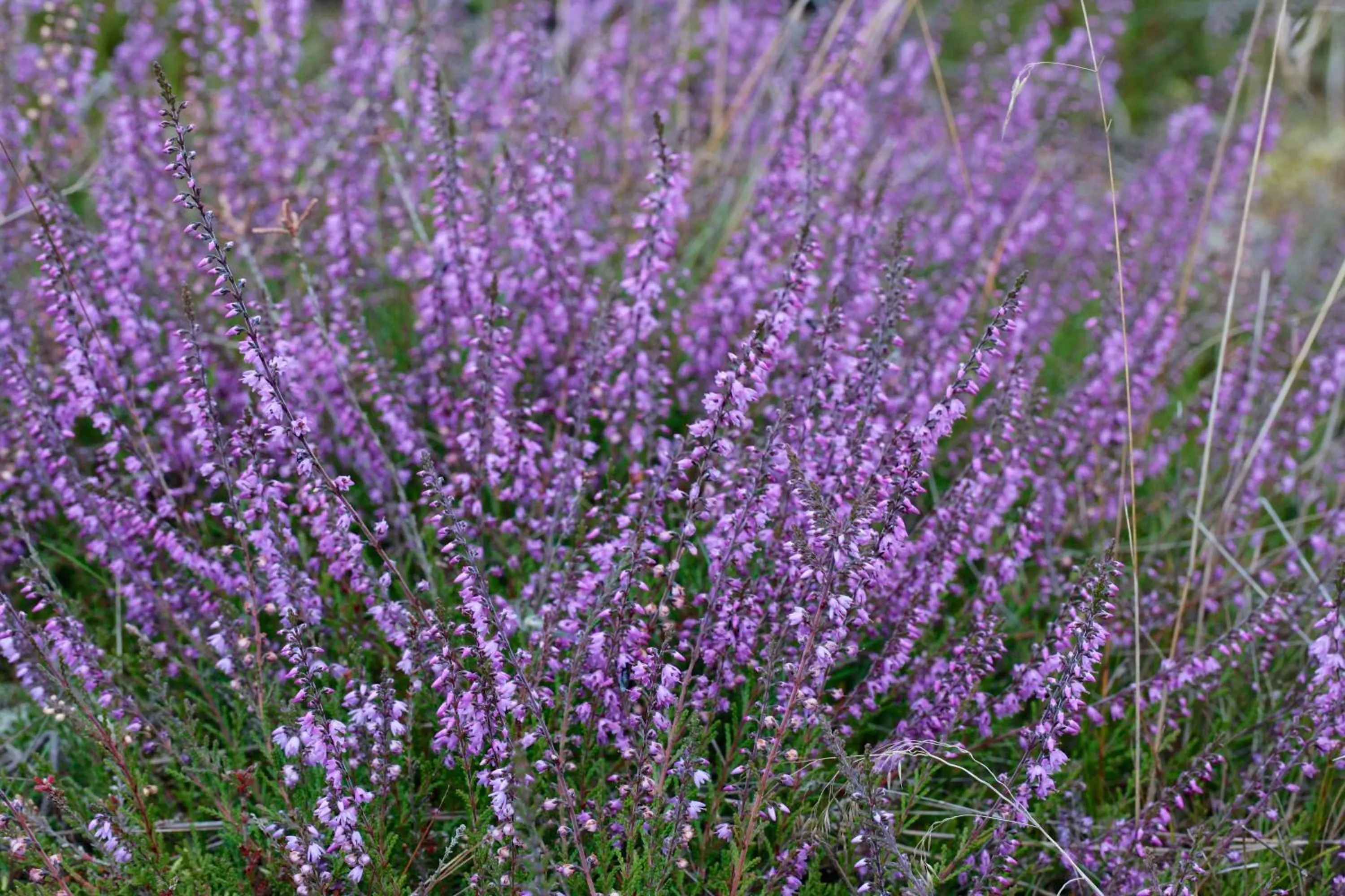 Natural landscape in Ringhotel Fährhaus