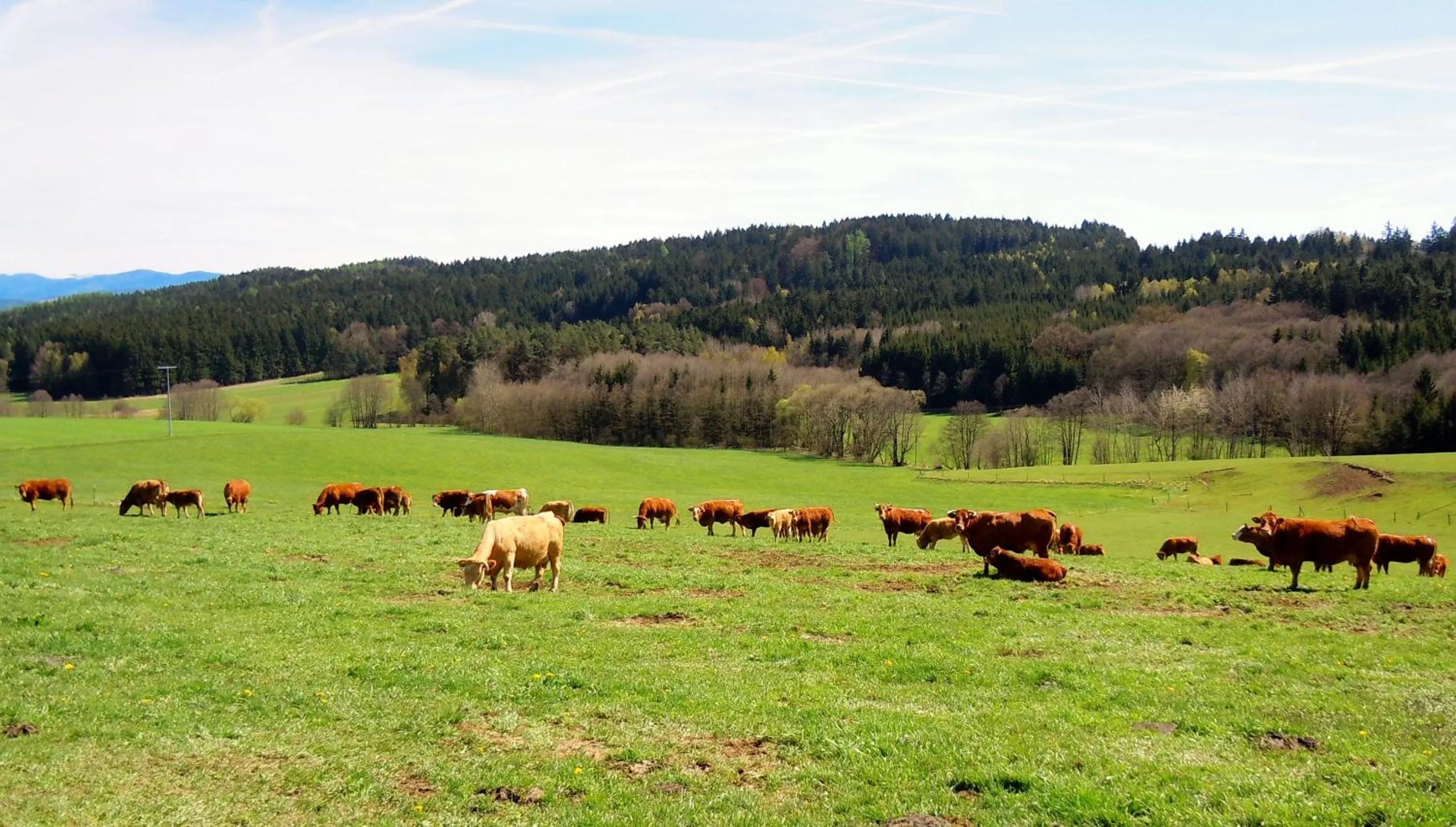 Animals in Hotel Lugerhof