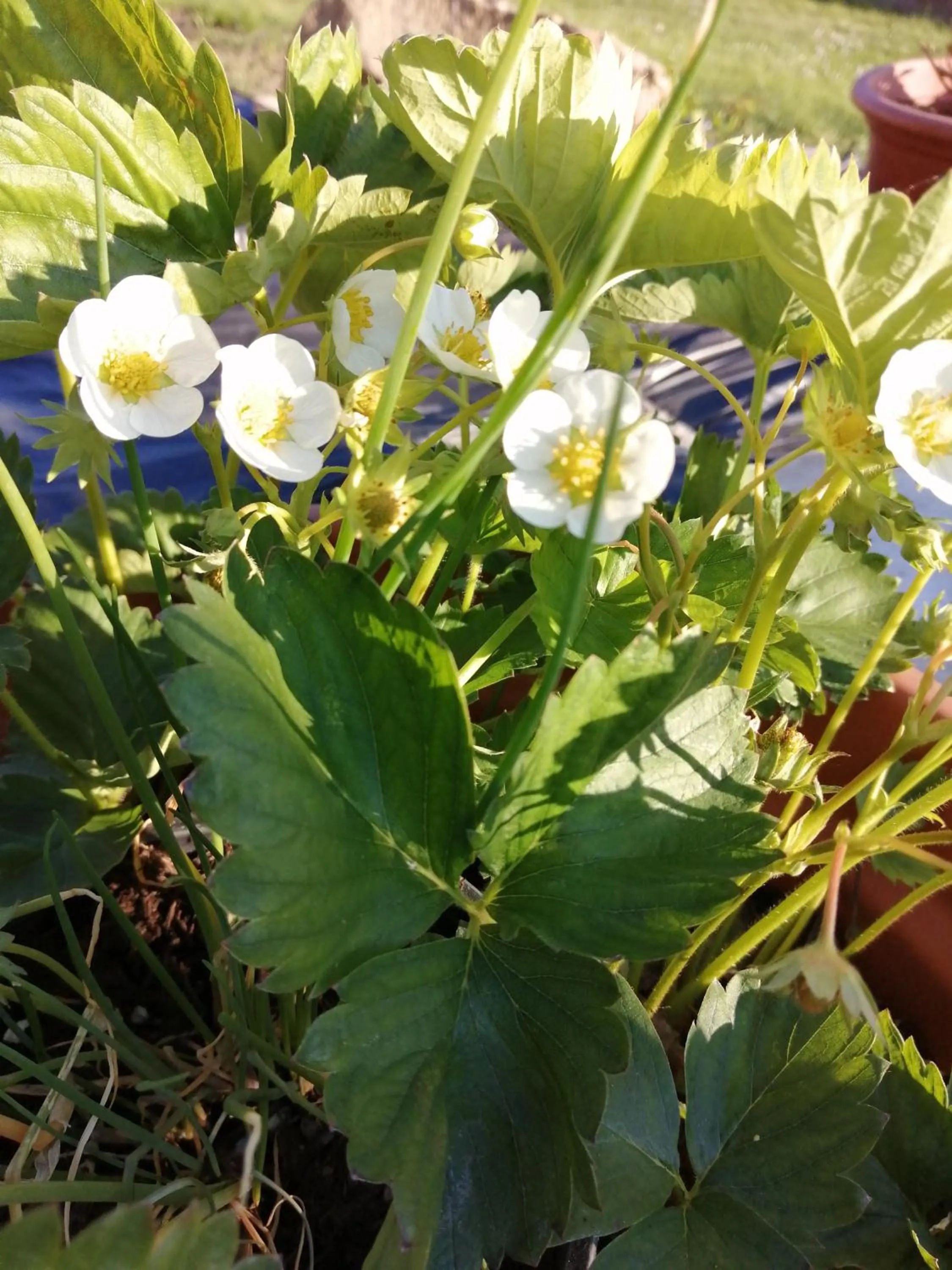 Garden in Hotel Lugerhof