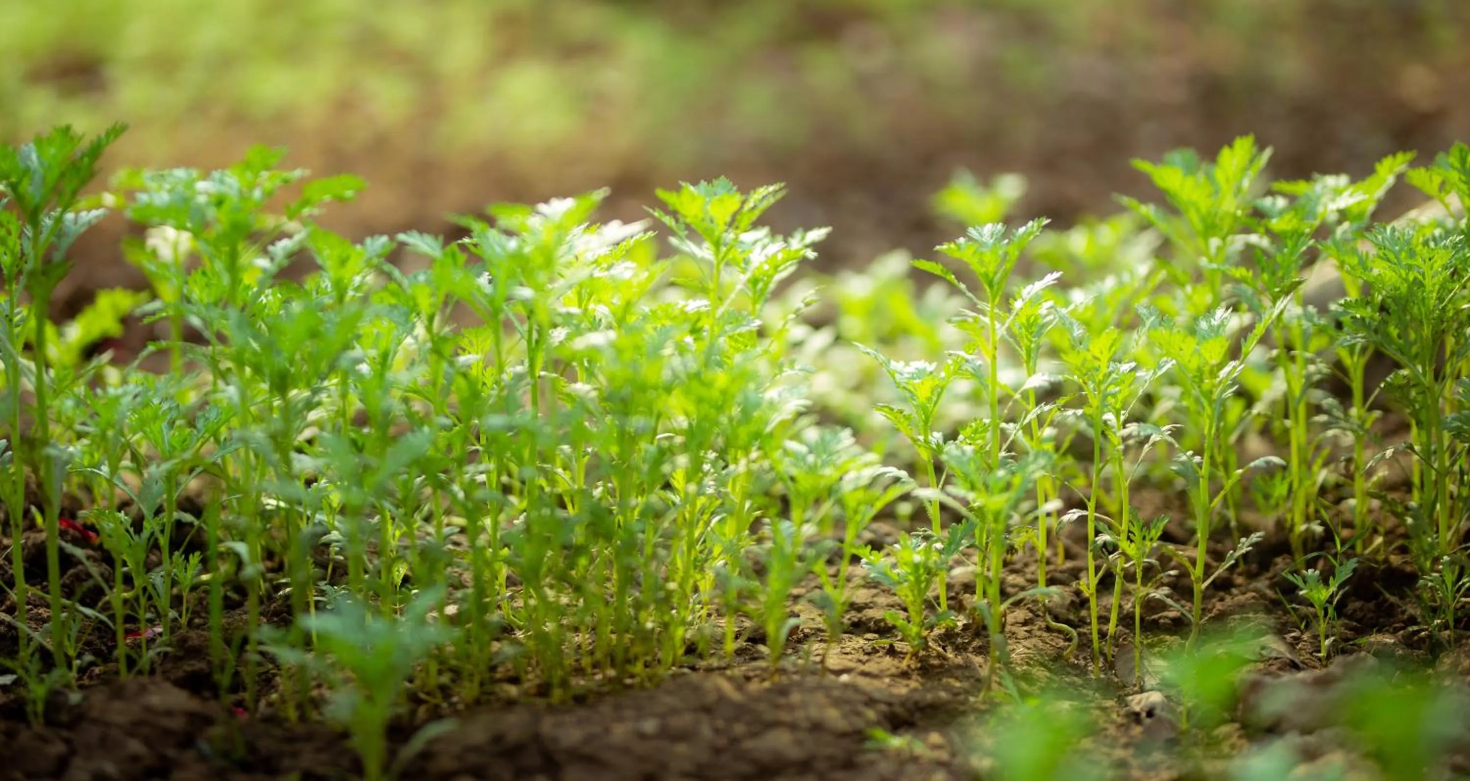 Serena riverside homestay - Tràng An