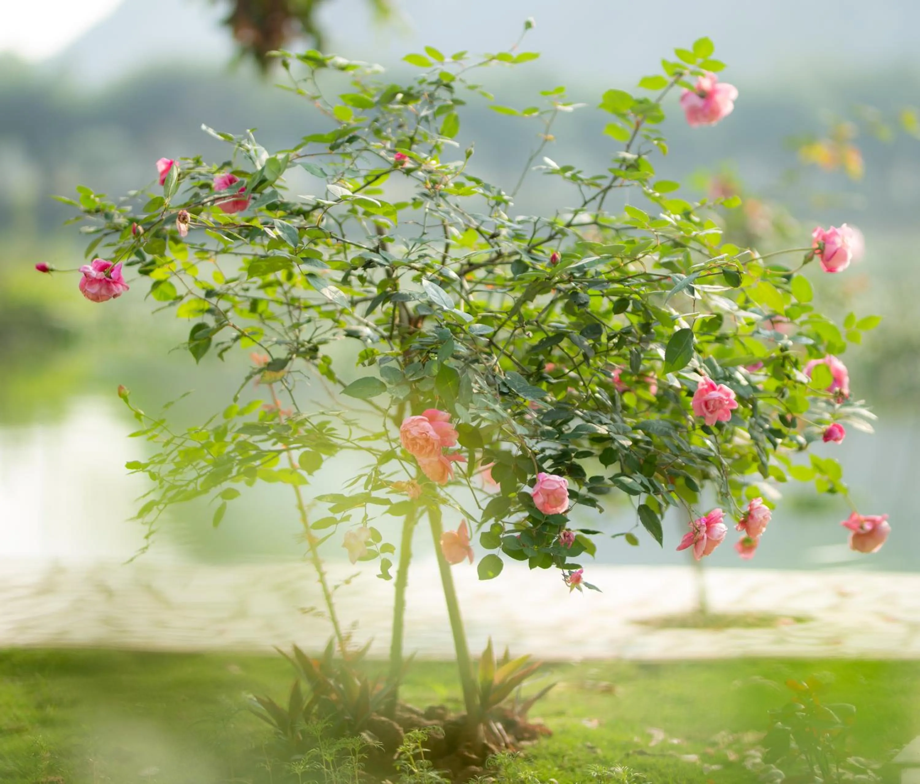 View (from property/room) in Serena riverside homestay - Tràng An