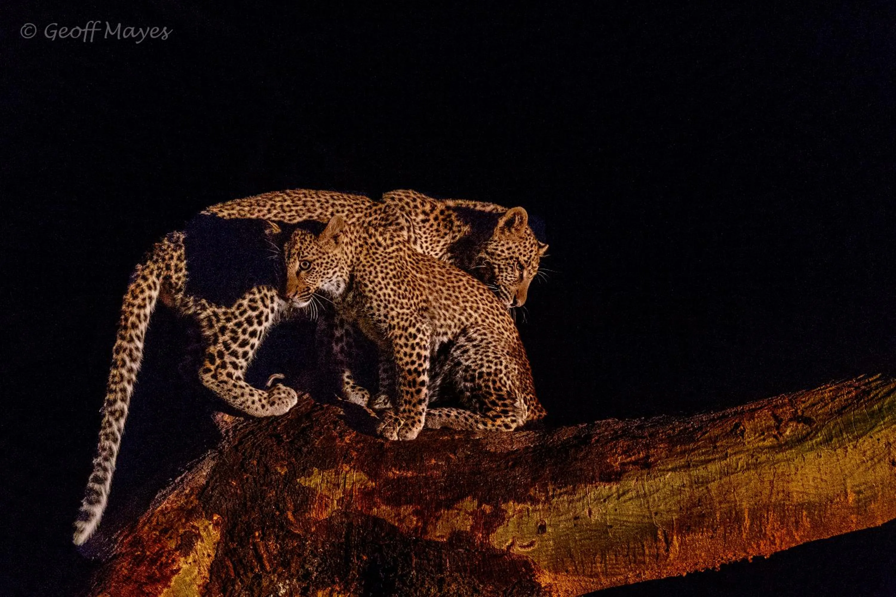 Animals in Chui Lodge