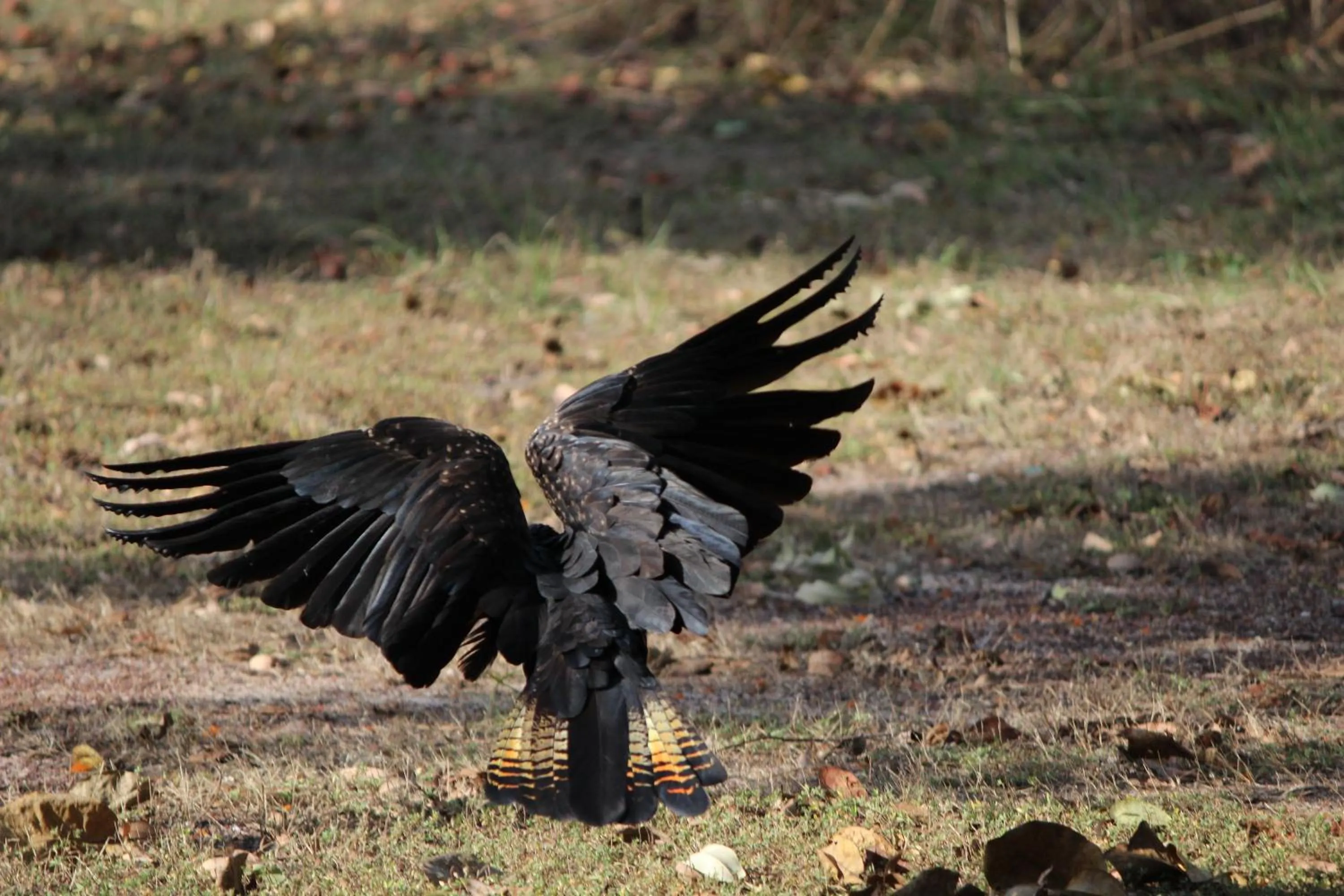 View (from property/room) in Aurora Kakadu Lodge
