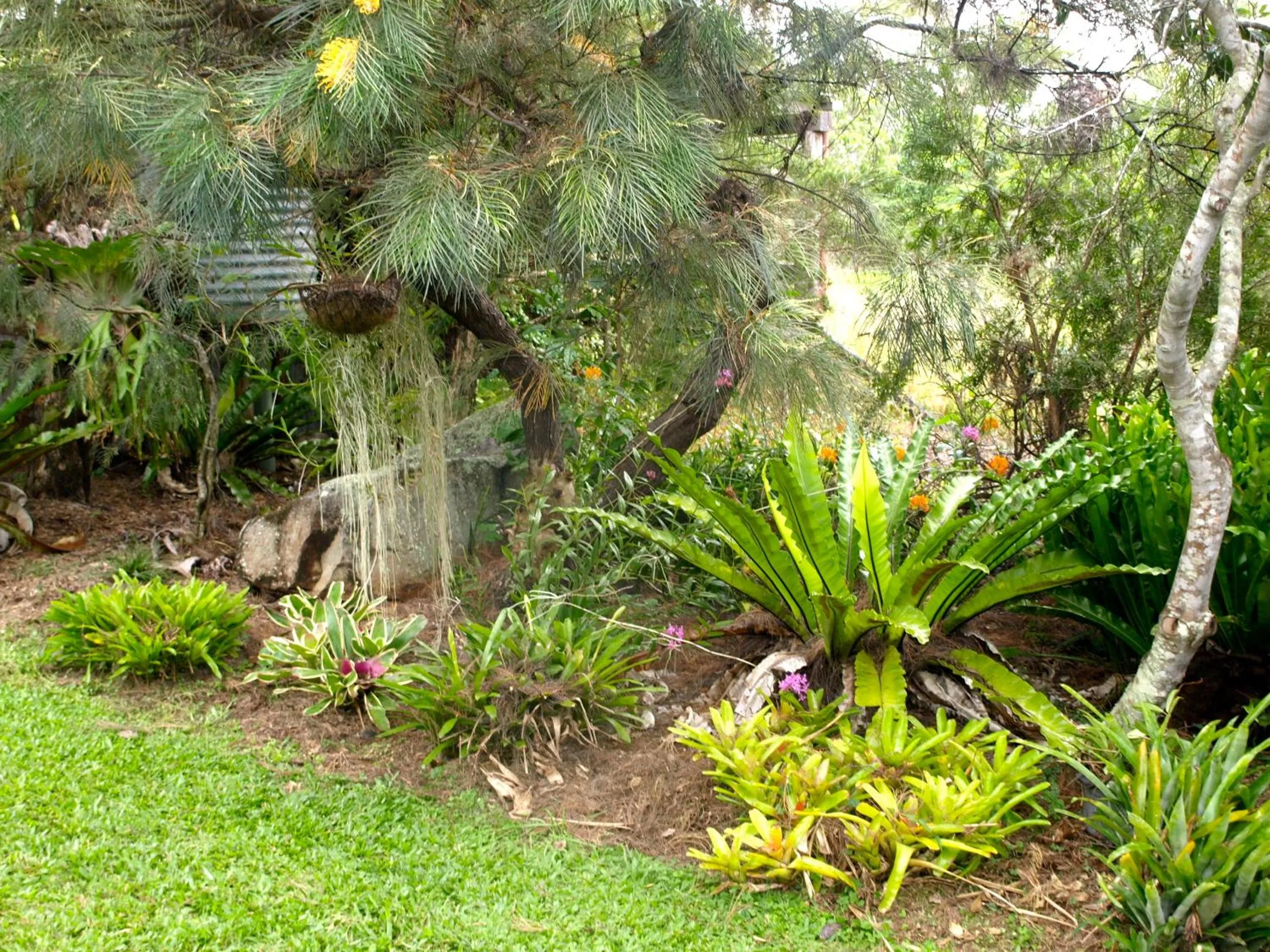 Garden in Amamoor Lodge
