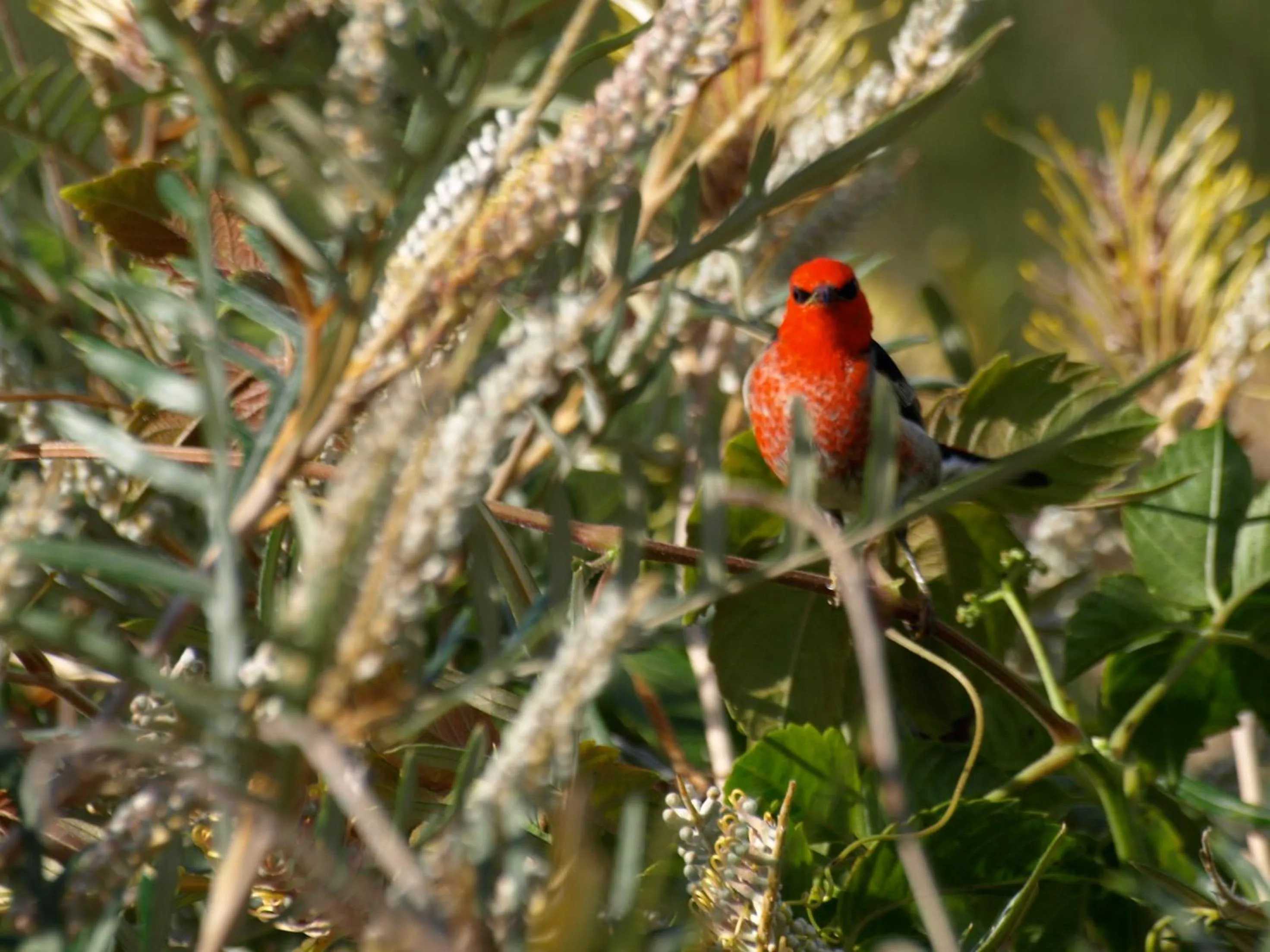 Garden in Amamoor Lodge