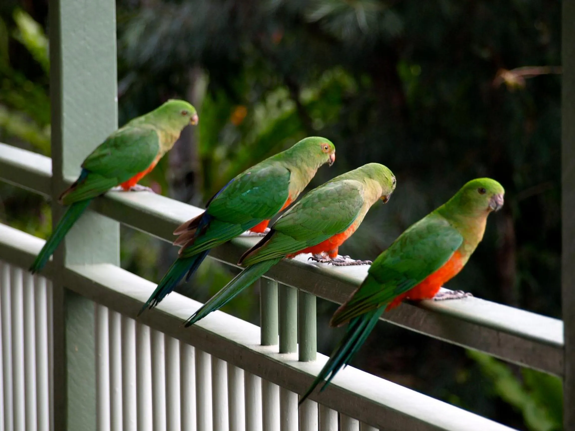 Animals in Amamoor Lodge