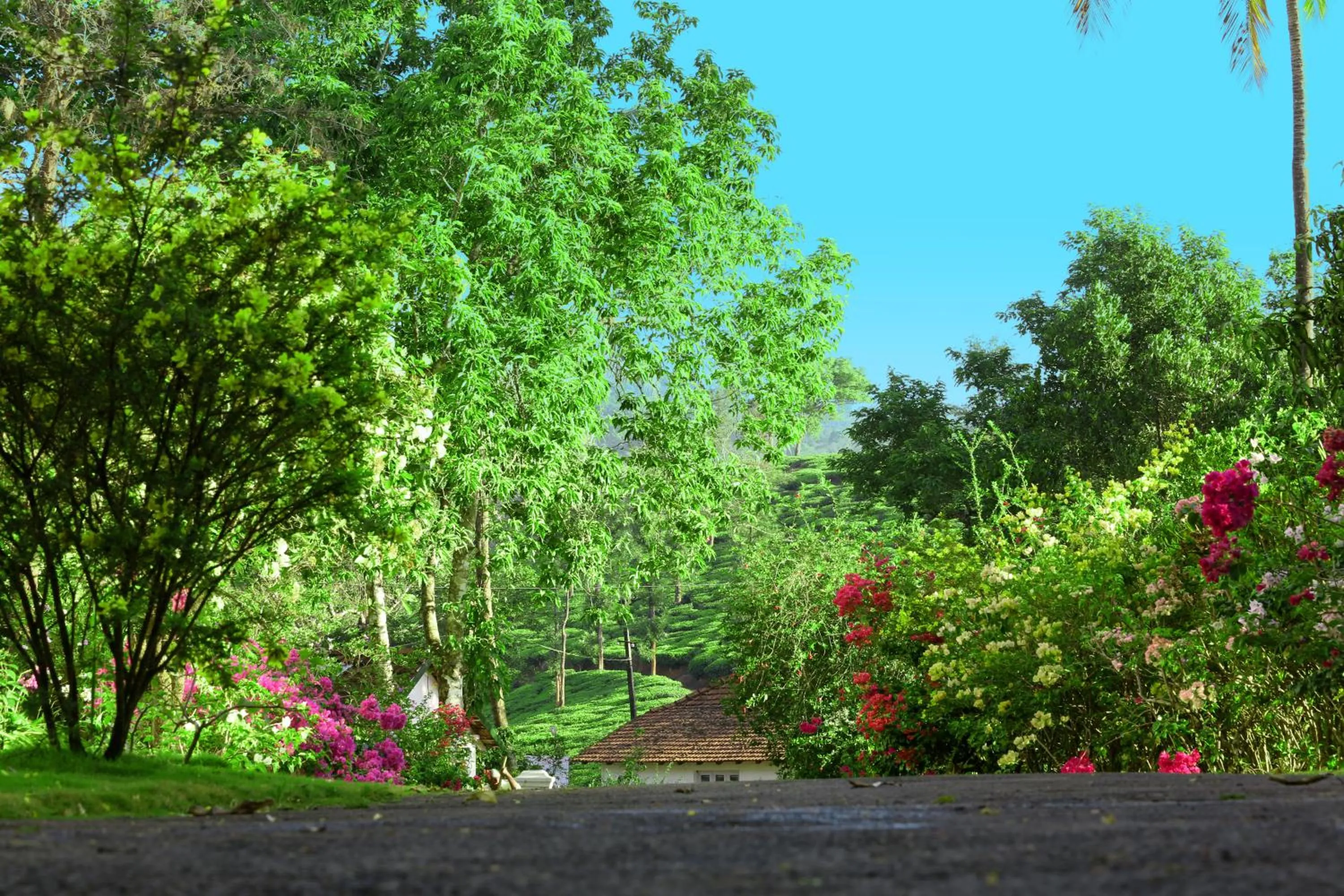 Balcony/Terrace in Parisons Plantation Experiences by Abad