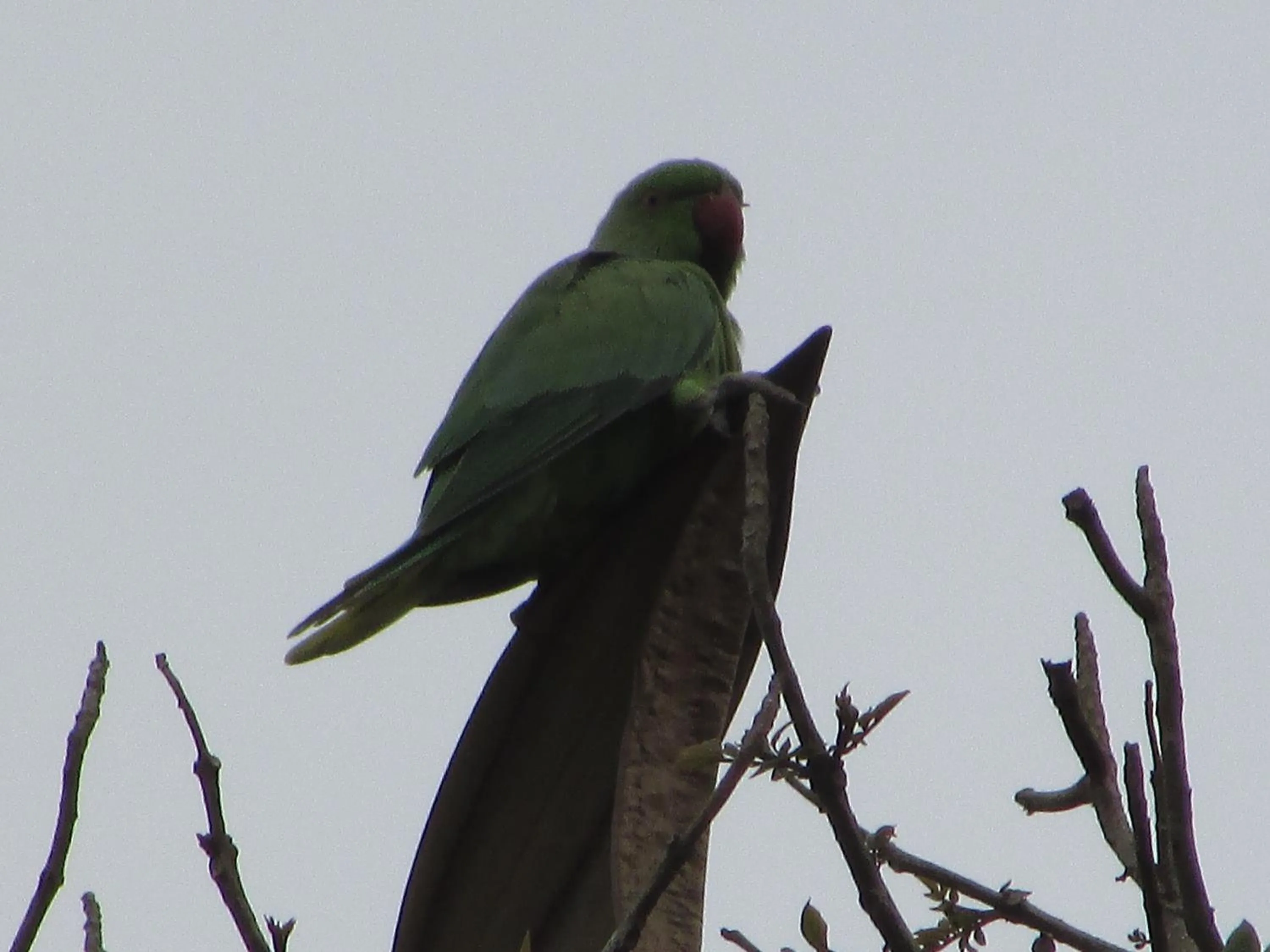 Activities in Parisons Plantation Experiences by Abad