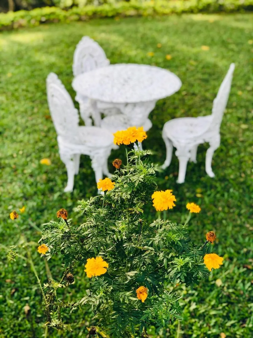 Seating area in Parisons Plantation Experiences by Abad