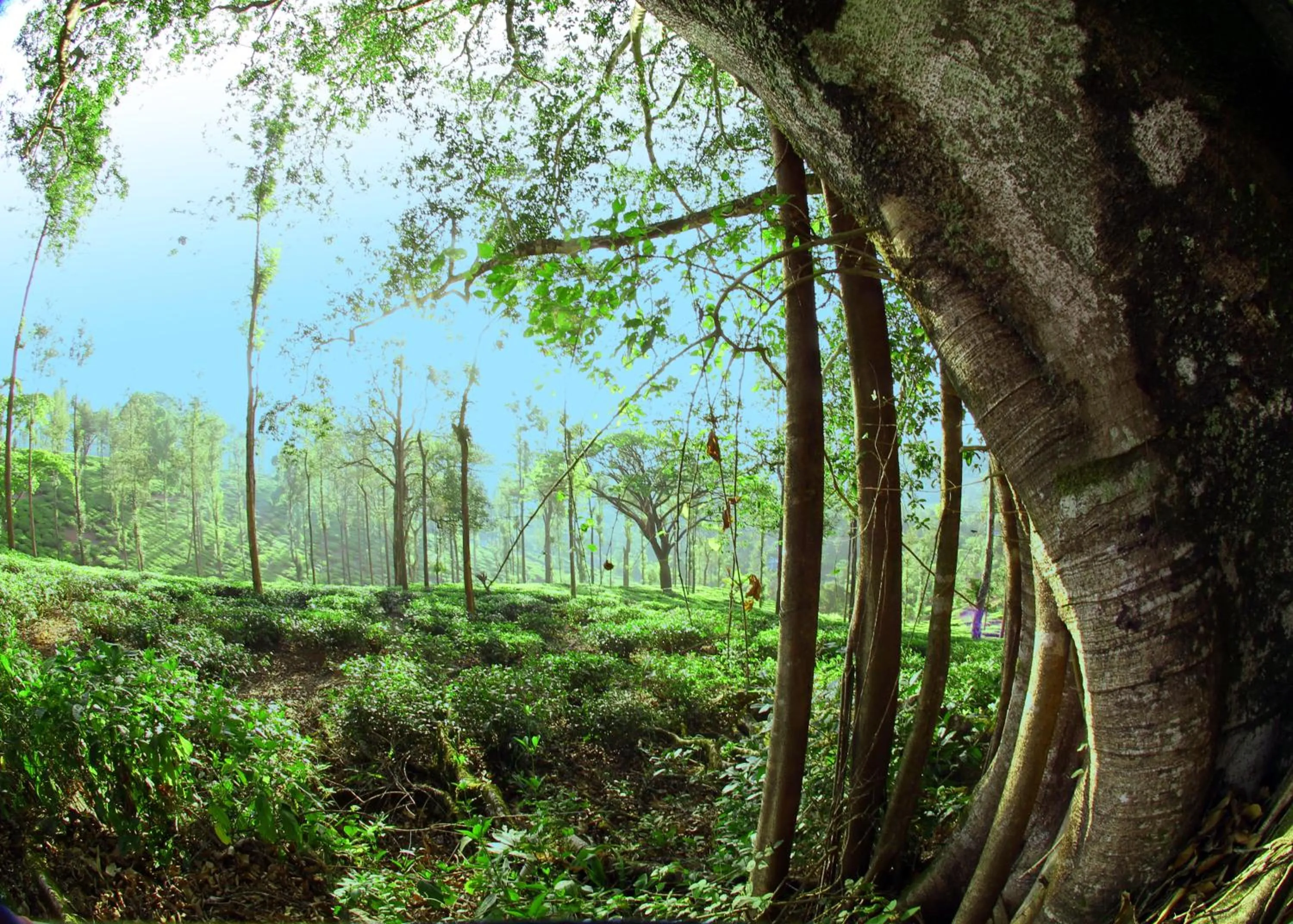 Natural landscape in Parisons Plantation Experiences by Abad