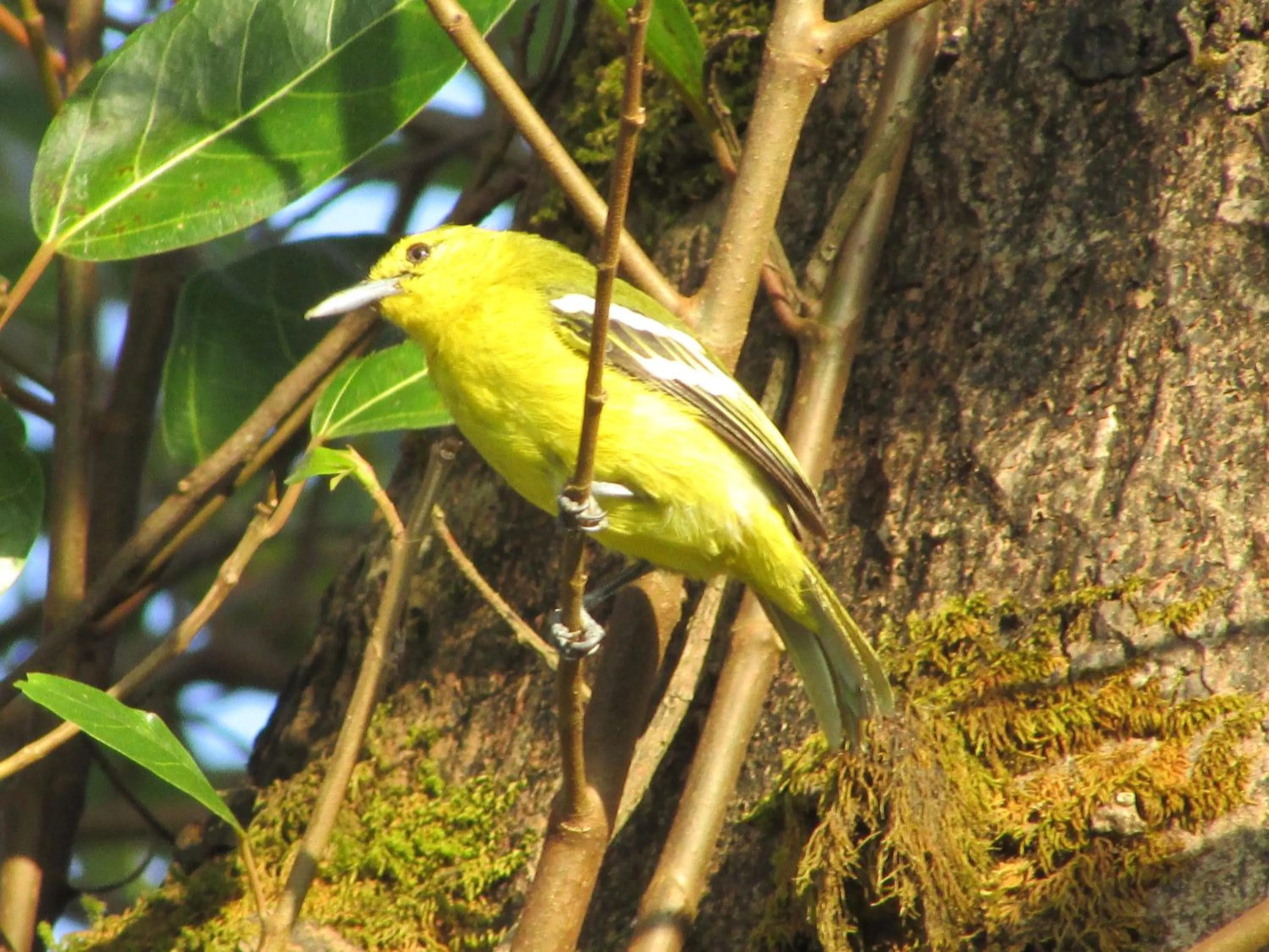 Activities in Parisons Plantation Experiences by Abad