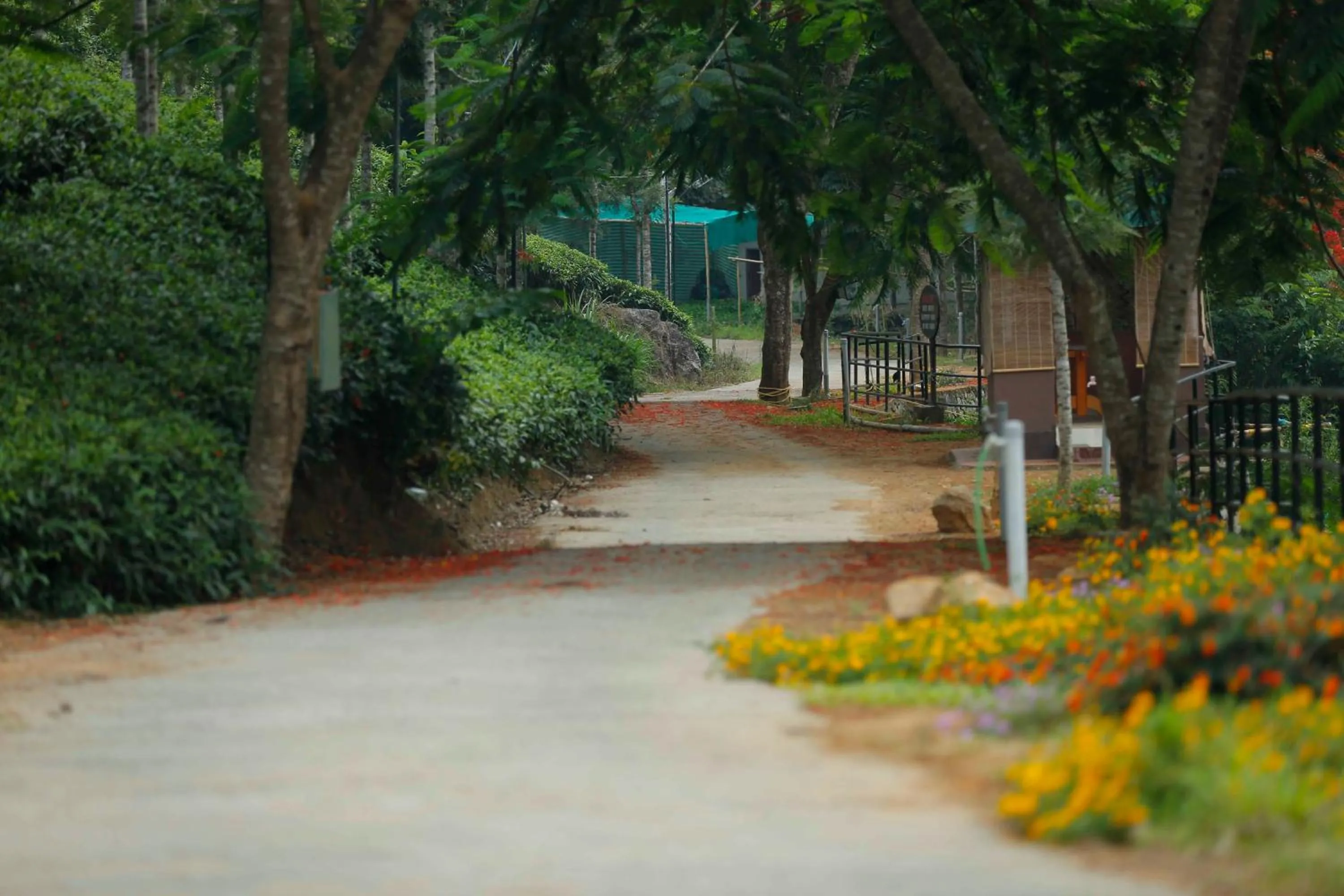 Natural landscape in Rivulet Resort