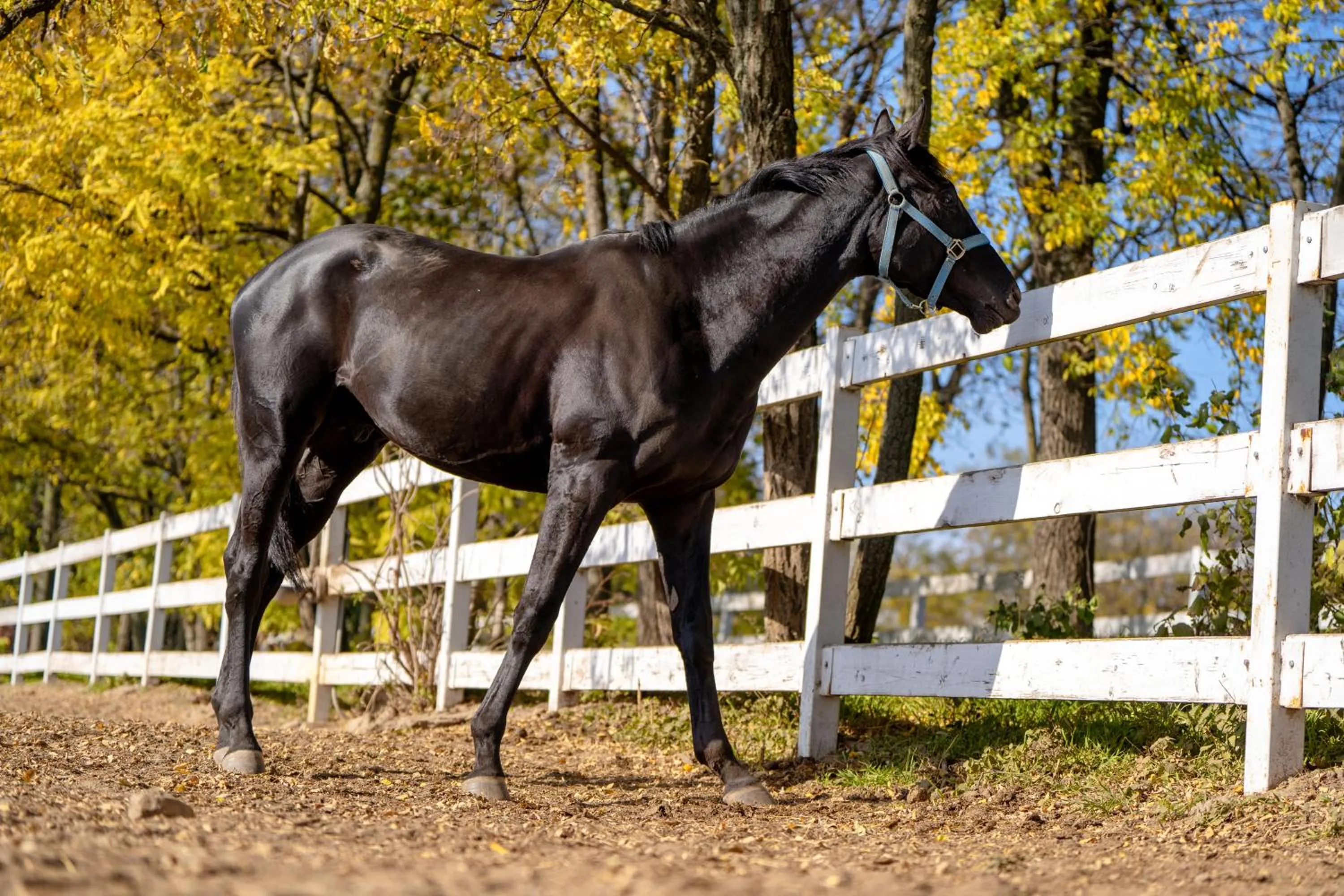 Animals in Miznah Hotels & Resorts