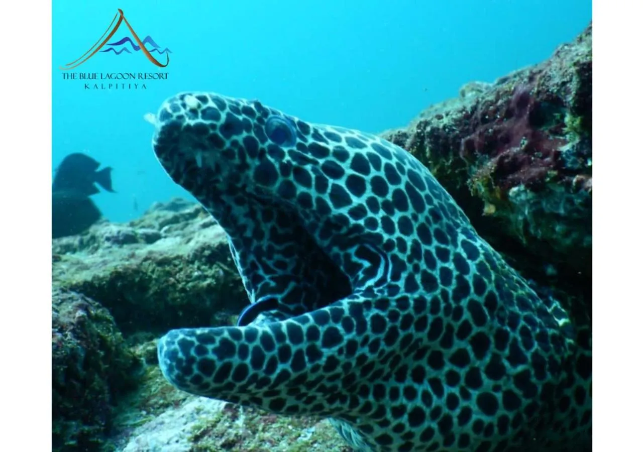 Natural landscape in The Blue Lagoon Resort Kalpitiya