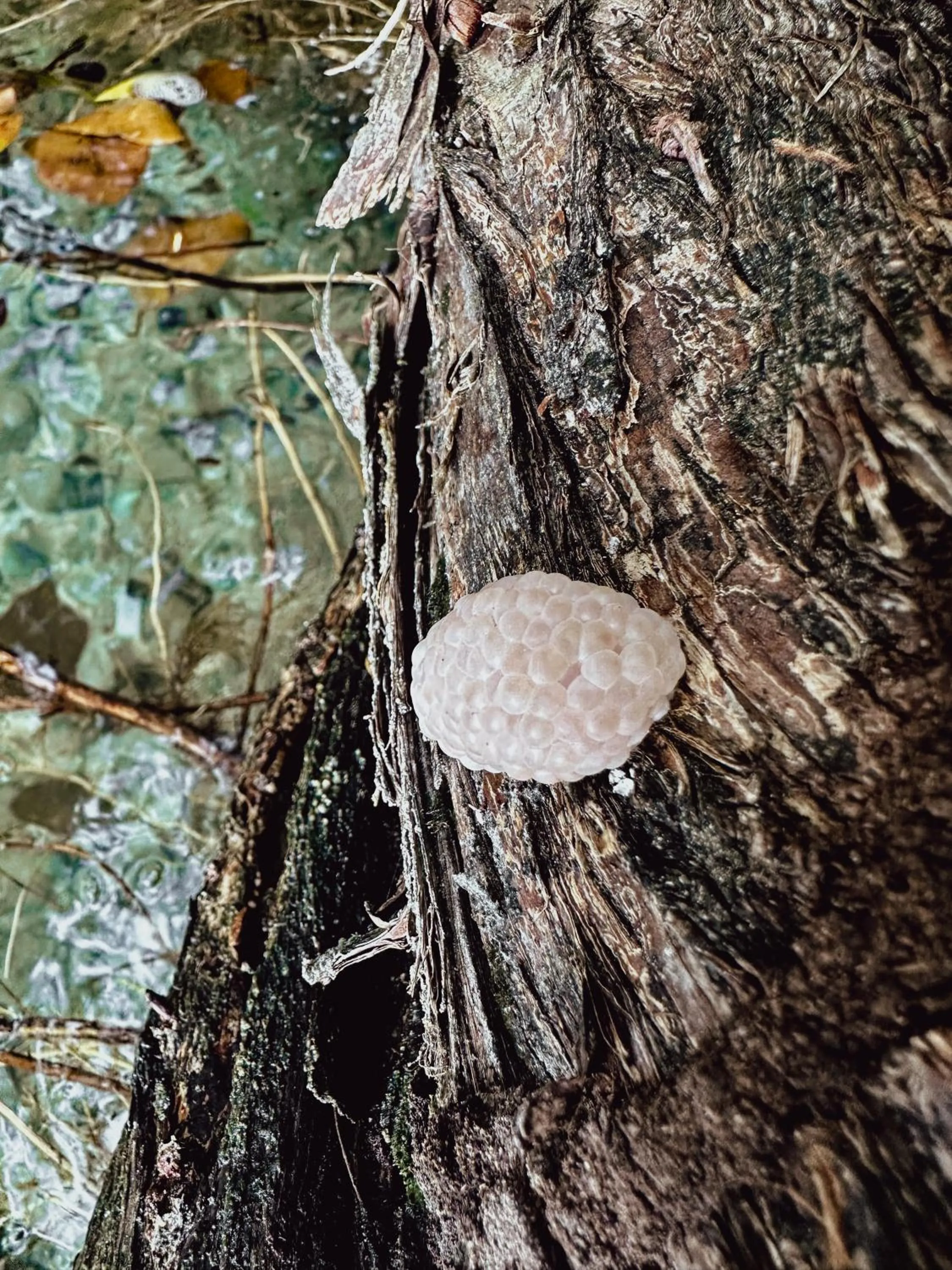 Off site in Aurea Bacalar